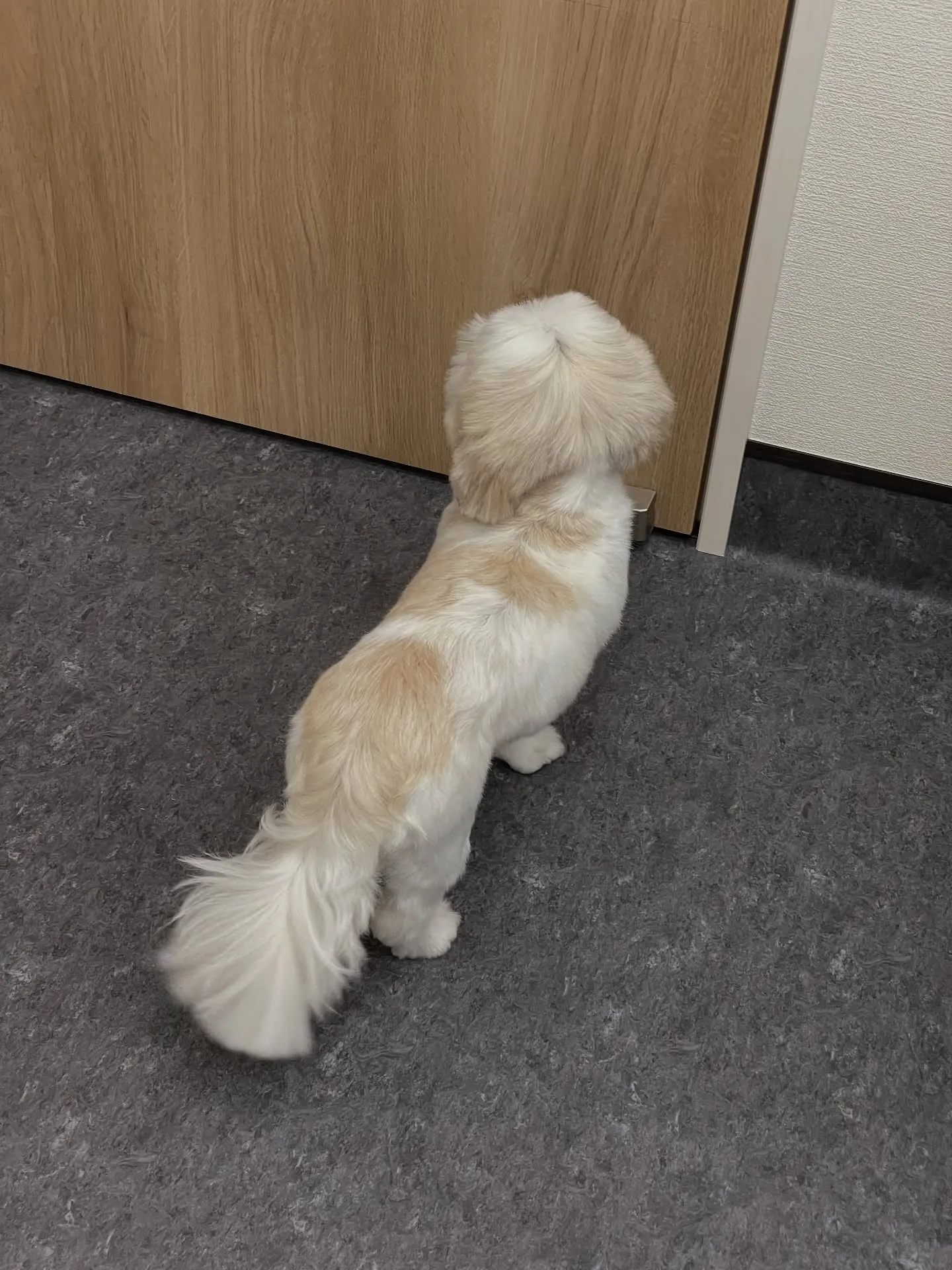 🐾✨こんにちは、福岡市東区に位置する特別なトリミングサロンU...