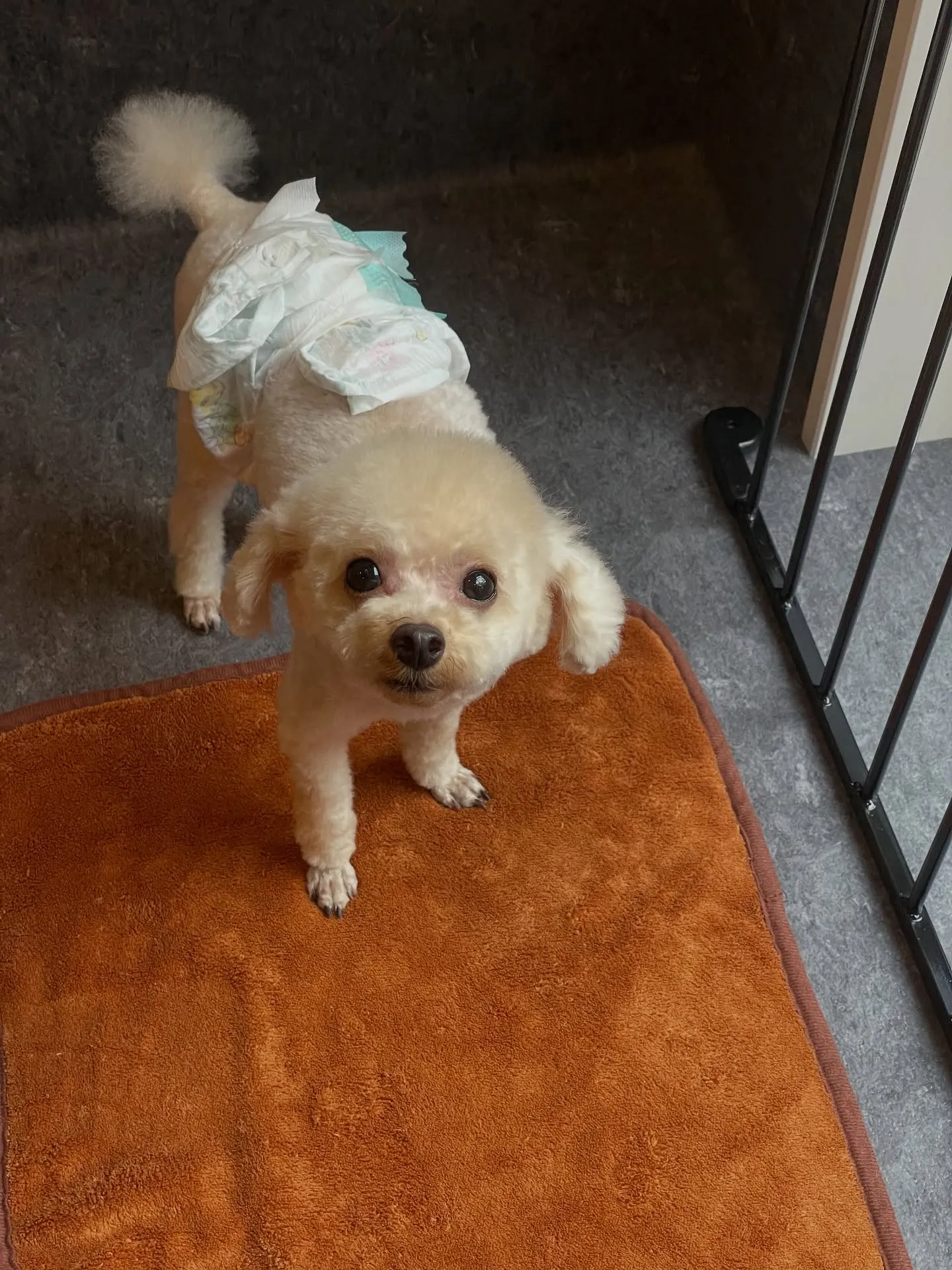 🐾✨ 福岡市に位置する「ドッグサロンUdog」は、小型犬の美...