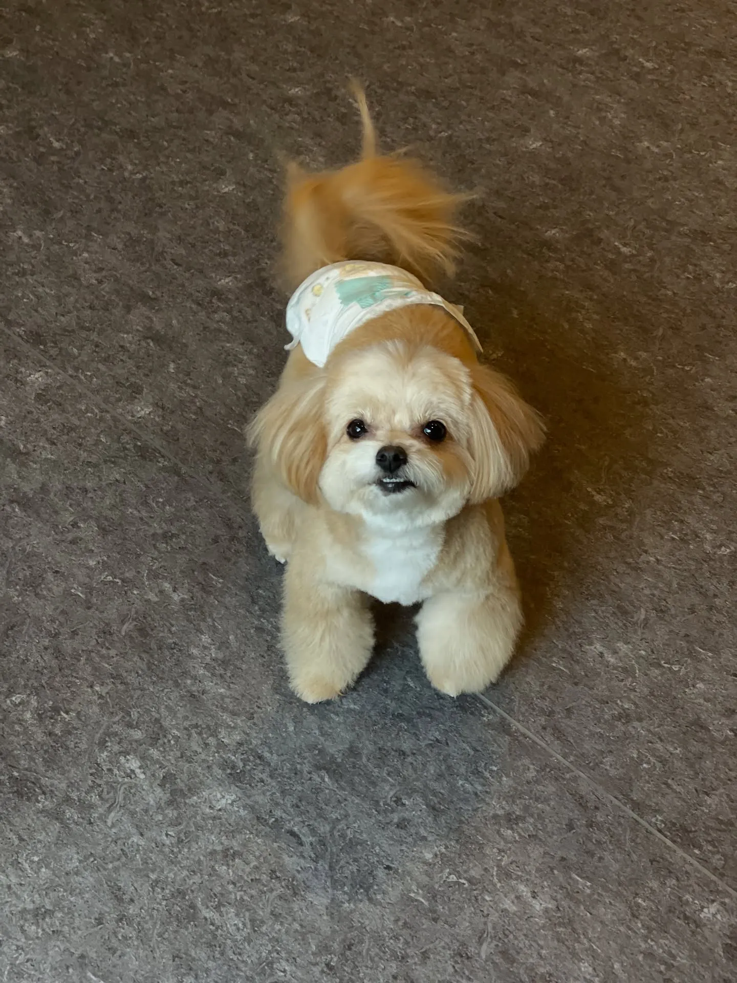 🐾✨ 福岡市に位置する「ドッグサロンUdog」は、小型犬の美...