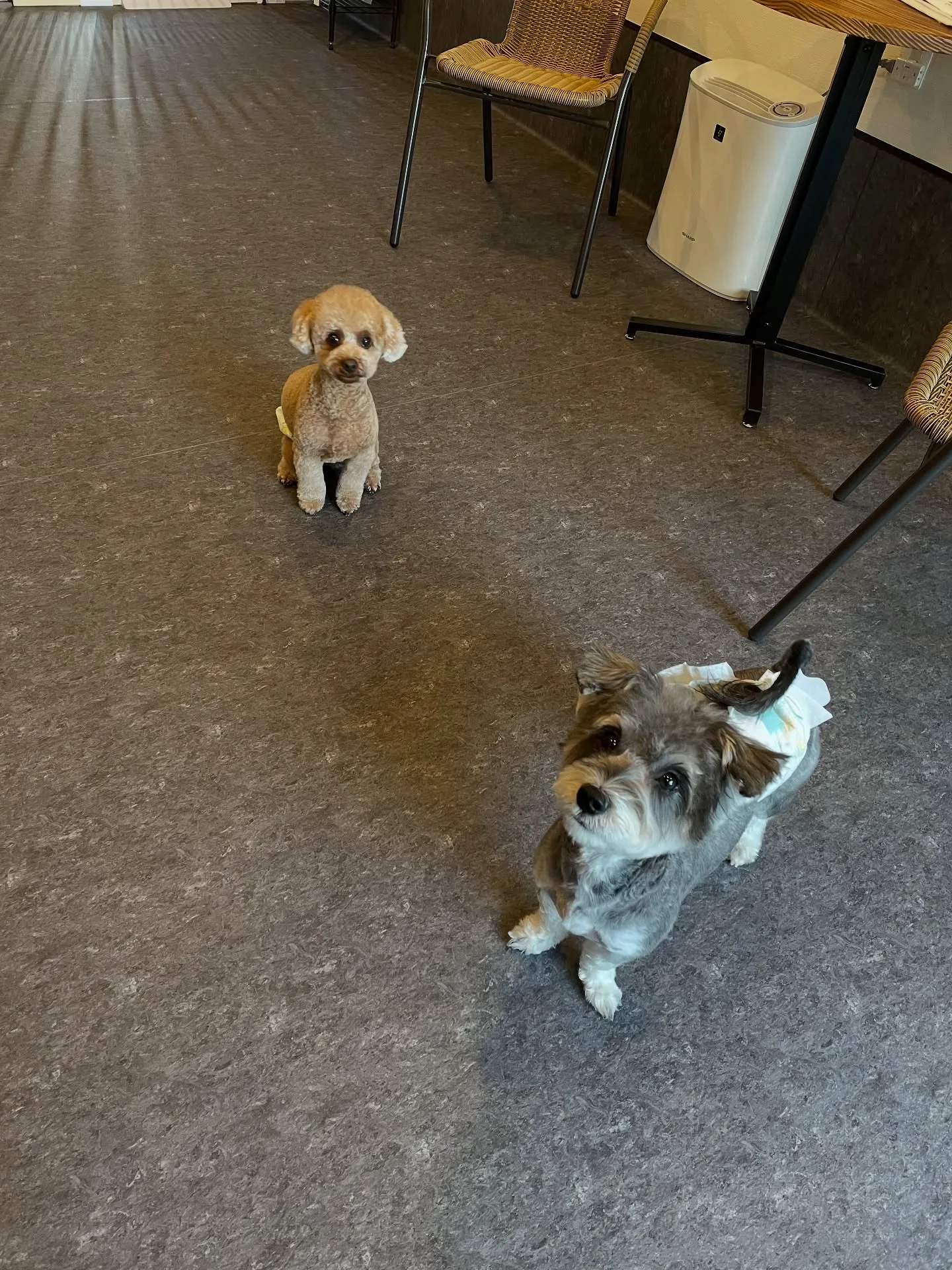 🐾✨福岡市のドッグサロンUdogへようこそ！✨🐾 私たちは小...