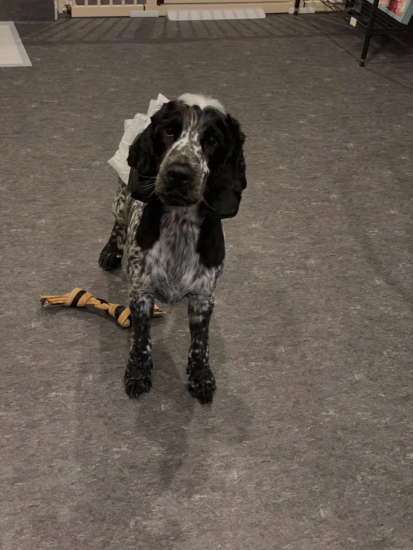 🐾✨福岡市のドッグサロンUdogへようこそ！✨🐾 私たちは小...