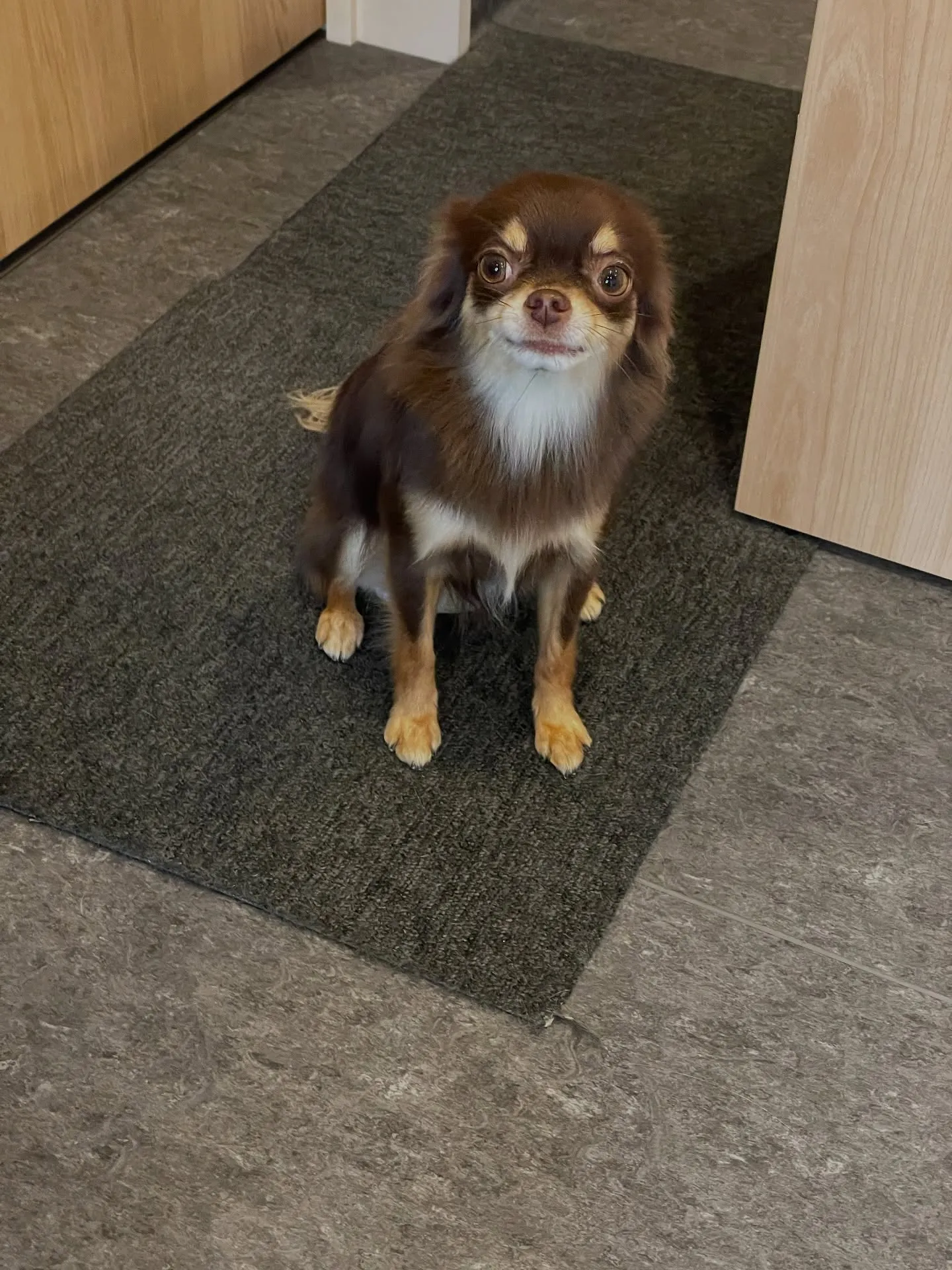 🐾✨福岡市のドッグサロンUdogへようこそ！✨🐾 私たちは小...