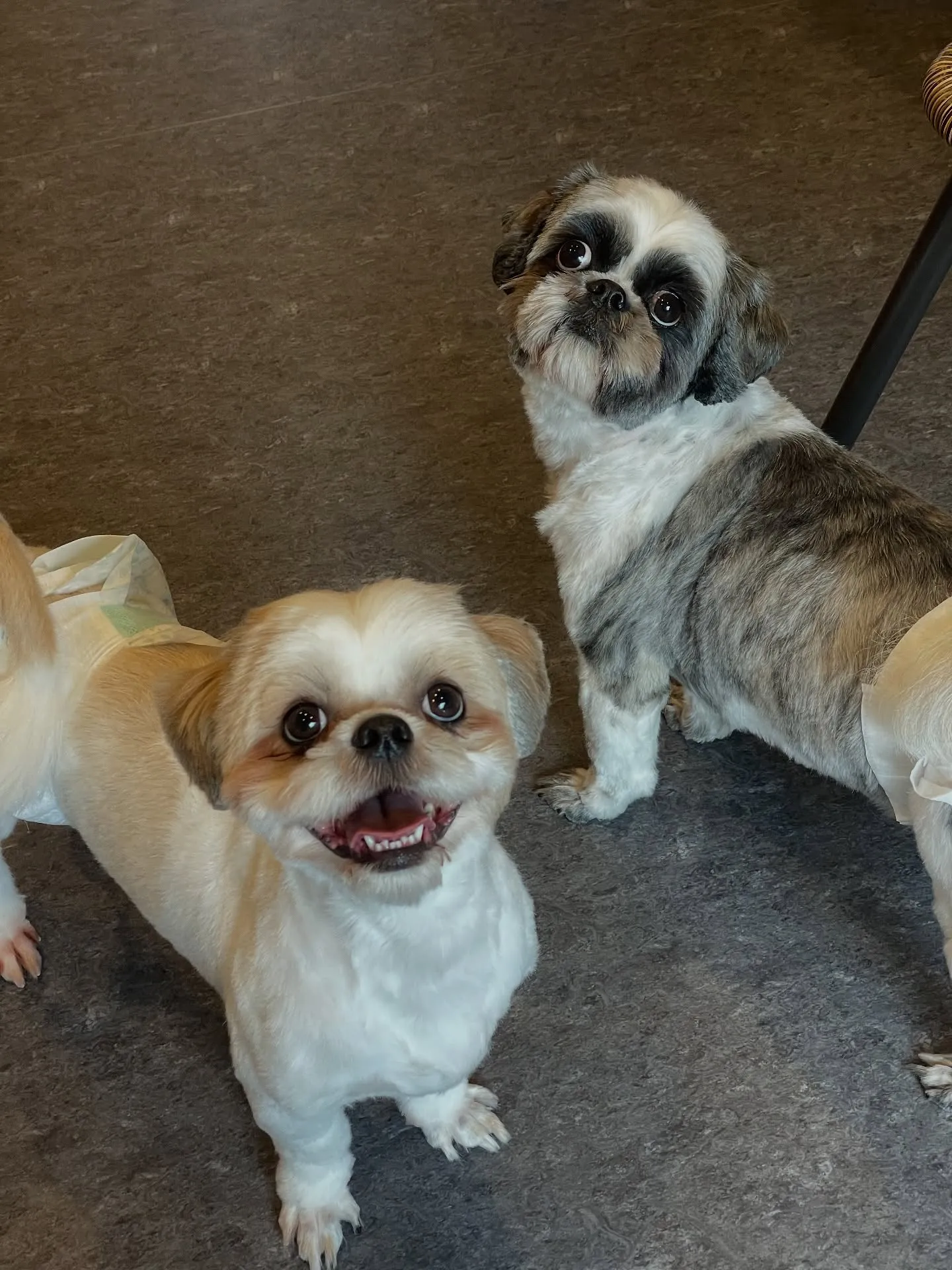 🐾✨福岡市にある会員制トリミングサロン「Udog」では、一頭...