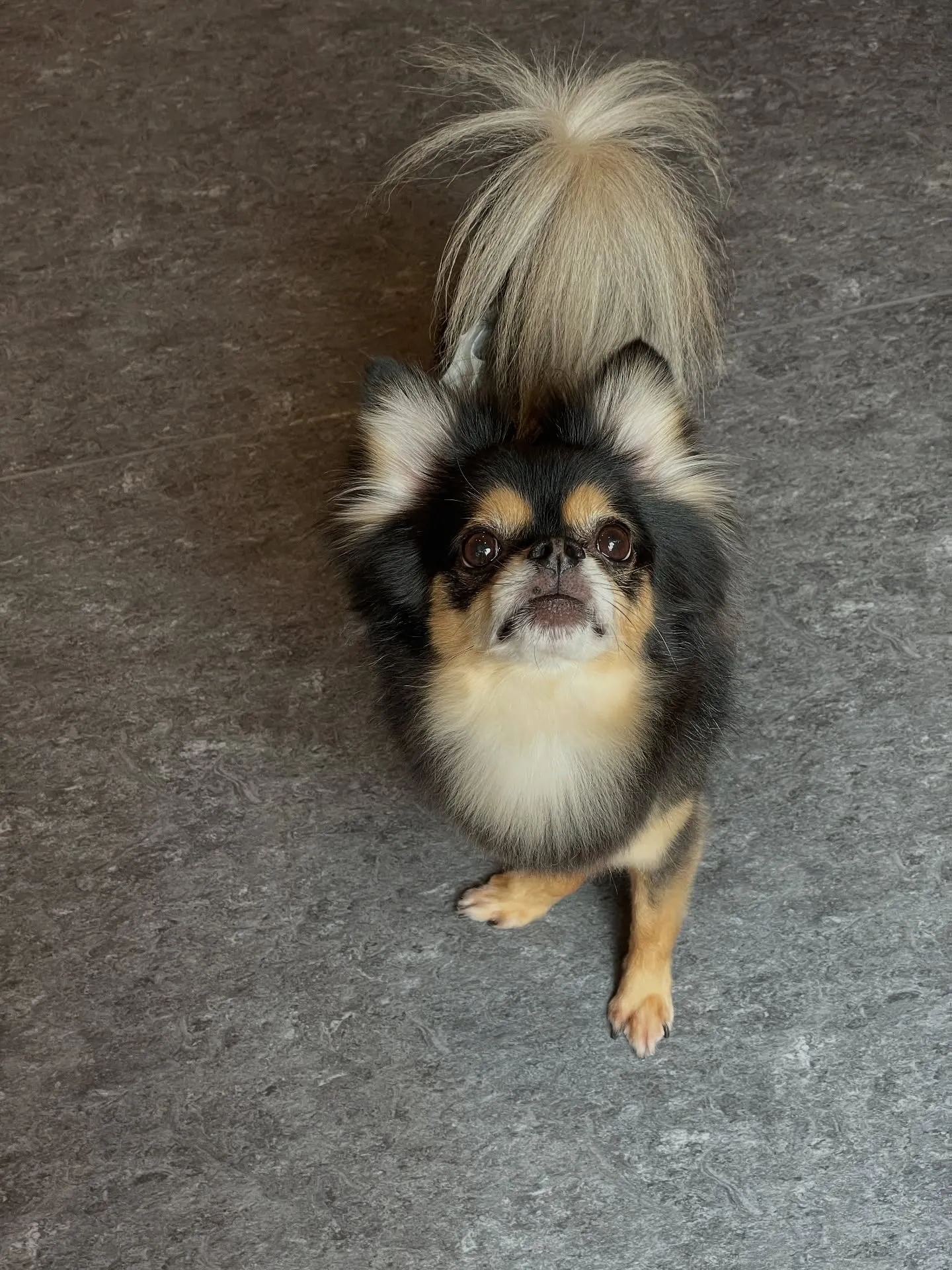 🐾✨福岡市にある会員制トリミングサロン「Udog」では、一頭...