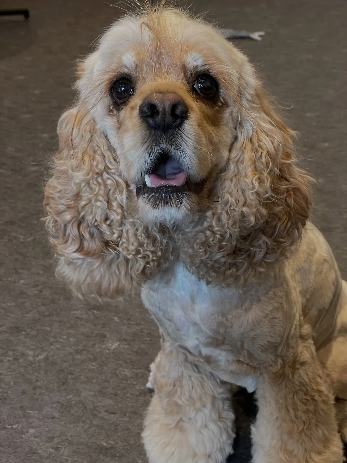 🐾✨福岡市にある会員制トリミングサロン「Udog」では、一頭...