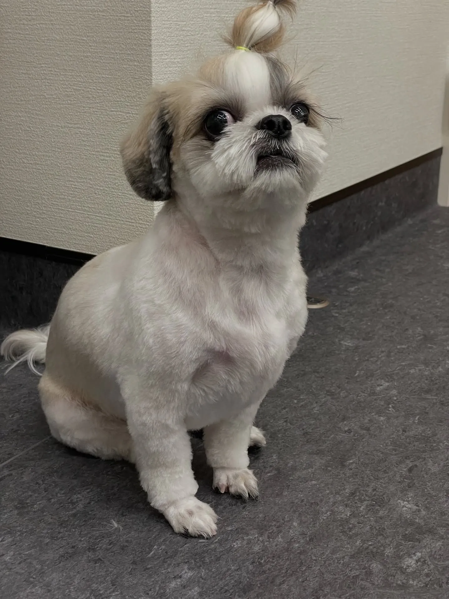 🐾✨福岡市にある会員制トリミングサロン「Udog」では、一頭...