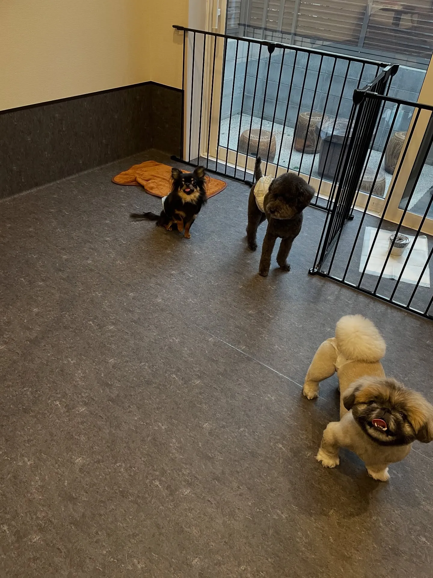 こんにちは！🌟 福岡市の会員制トリミングサロンUdogでは、...