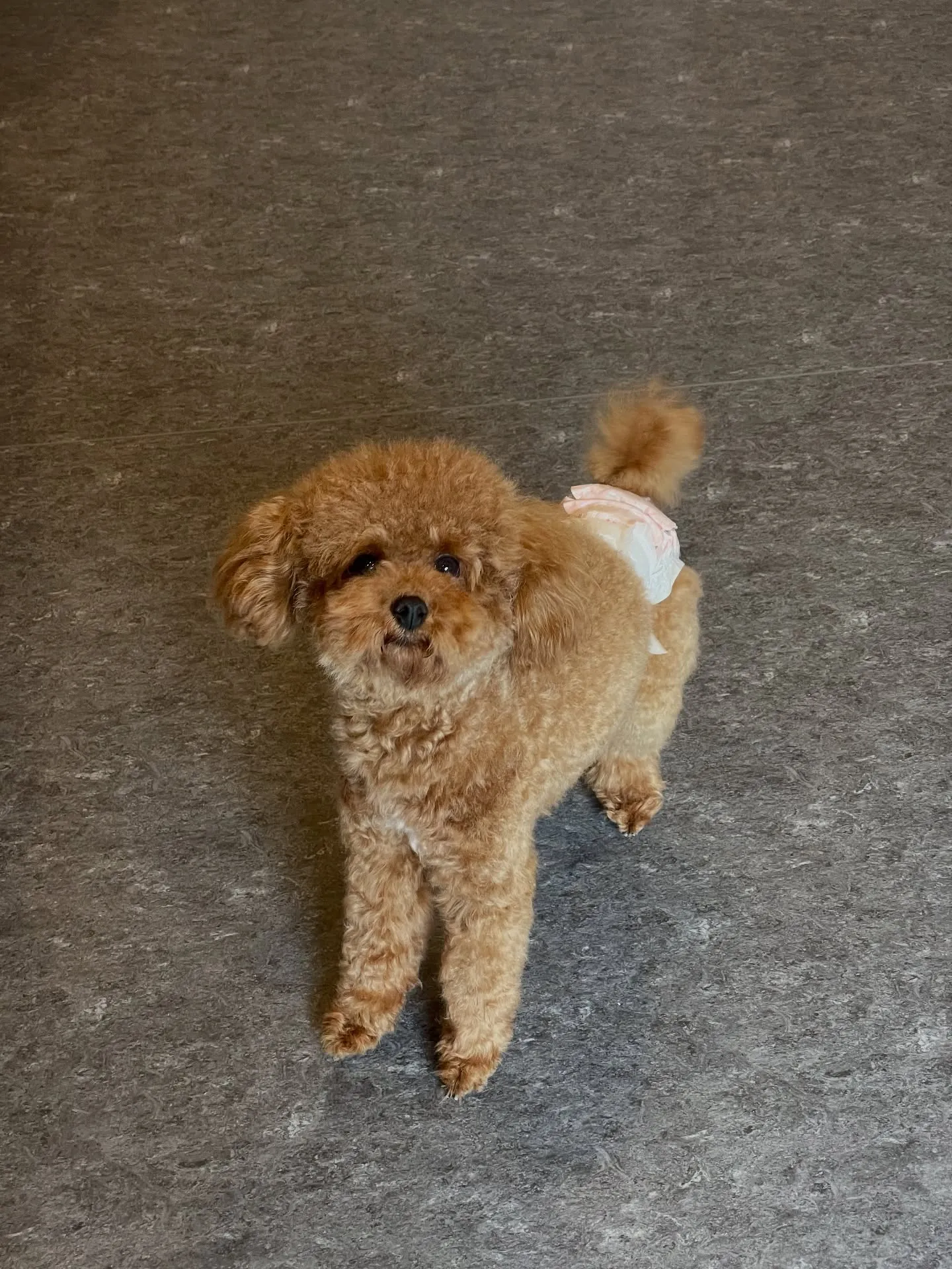 こんにちは！🌟 福岡市の会員制トリミングサロンUdogでは、...