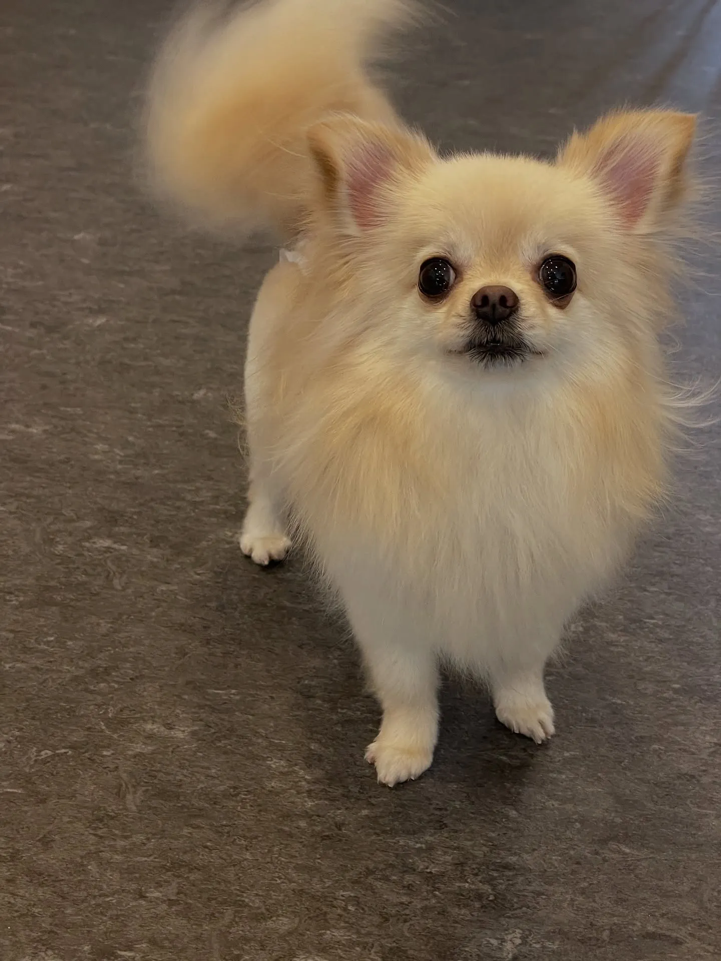 🐾✨福岡市の皆様、こんにちは！私たちのトリミングサロンでは、...