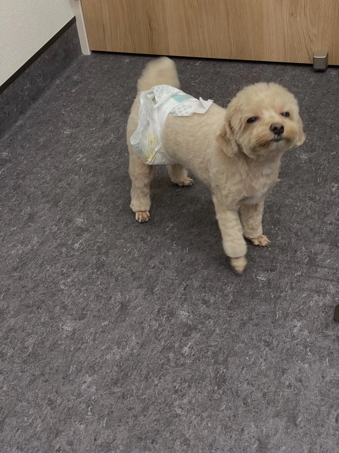 🐾✨福岡市の皆様、こんにちは！私たちのトリミングサロンでは、...