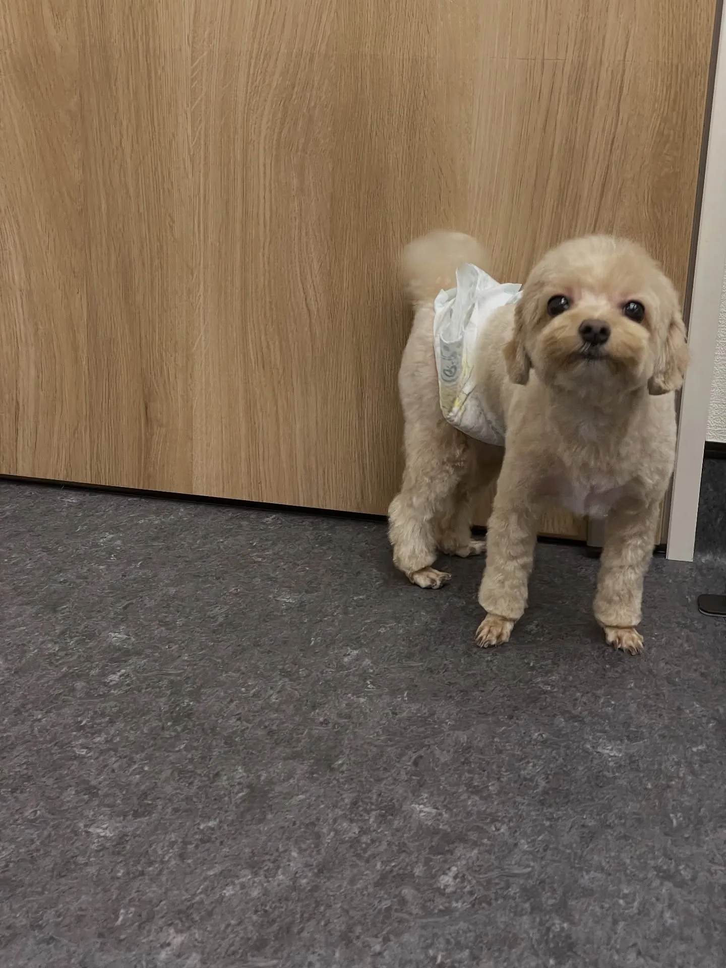 🐾✨福岡市の皆様、こんにちは！私たちのトリミングサロンでは、...