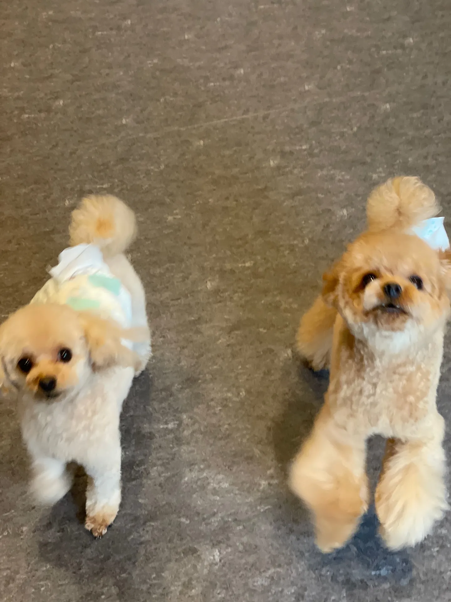 🐶✨ こんにちは、ワンちゃん好きの皆様！福岡市の隠れ家的トリ...