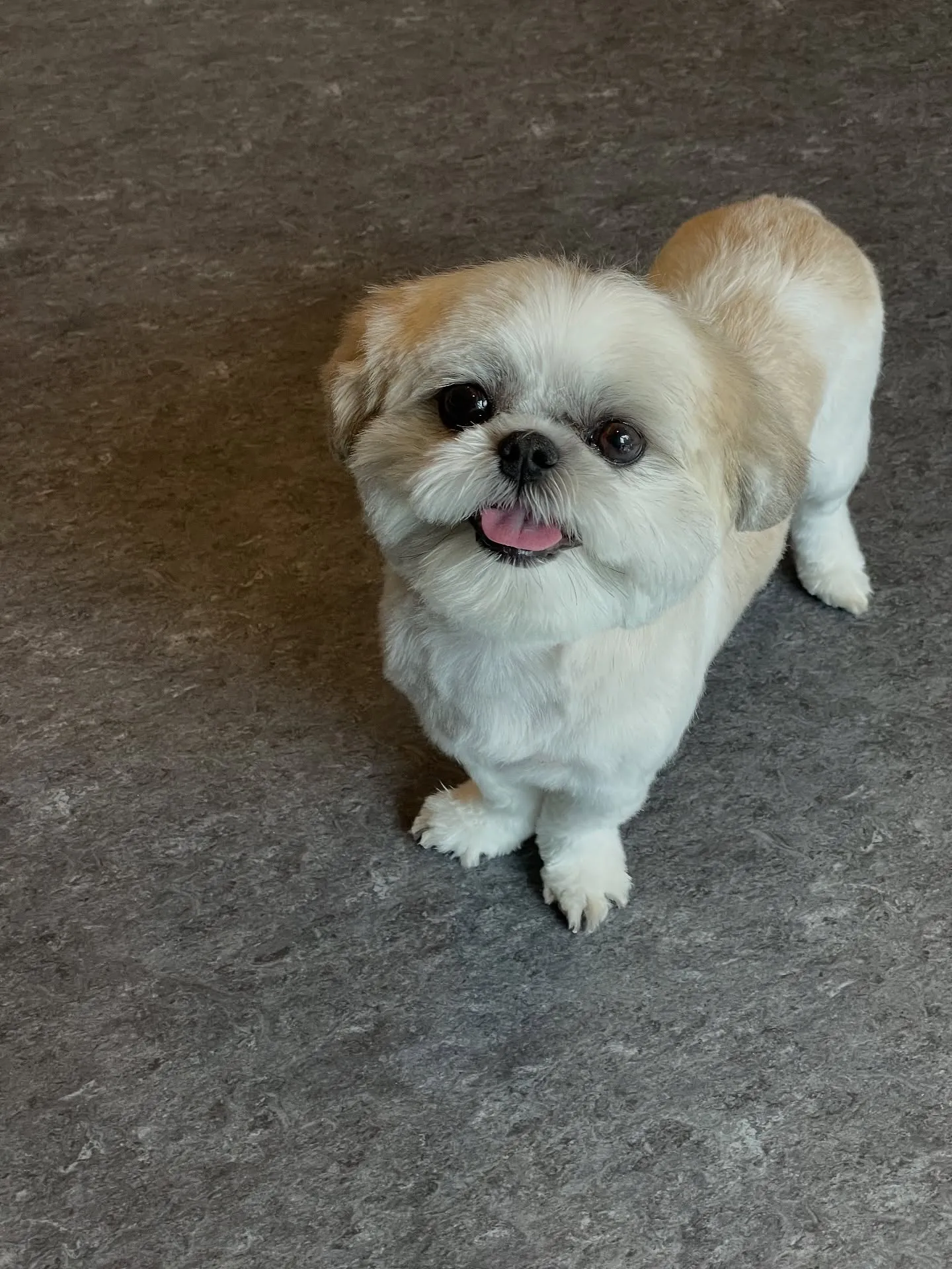 🐶✨ こんにちは、ワンちゃん好きの皆様！福岡市の隠れ家的トリ...