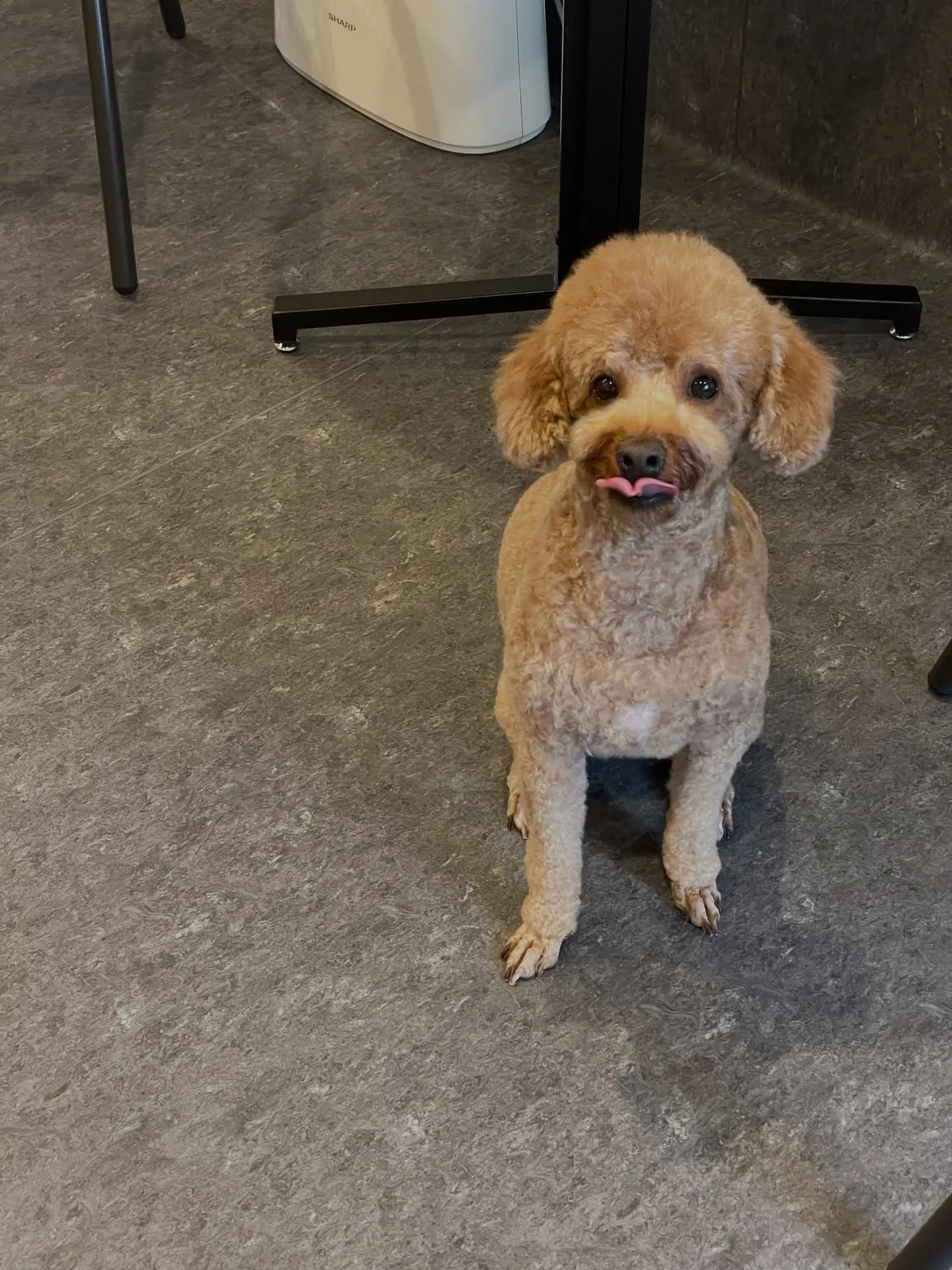 🐶✨ こんにちは、ワンちゃん好きの皆様！福岡市の隠れ家的トリ...