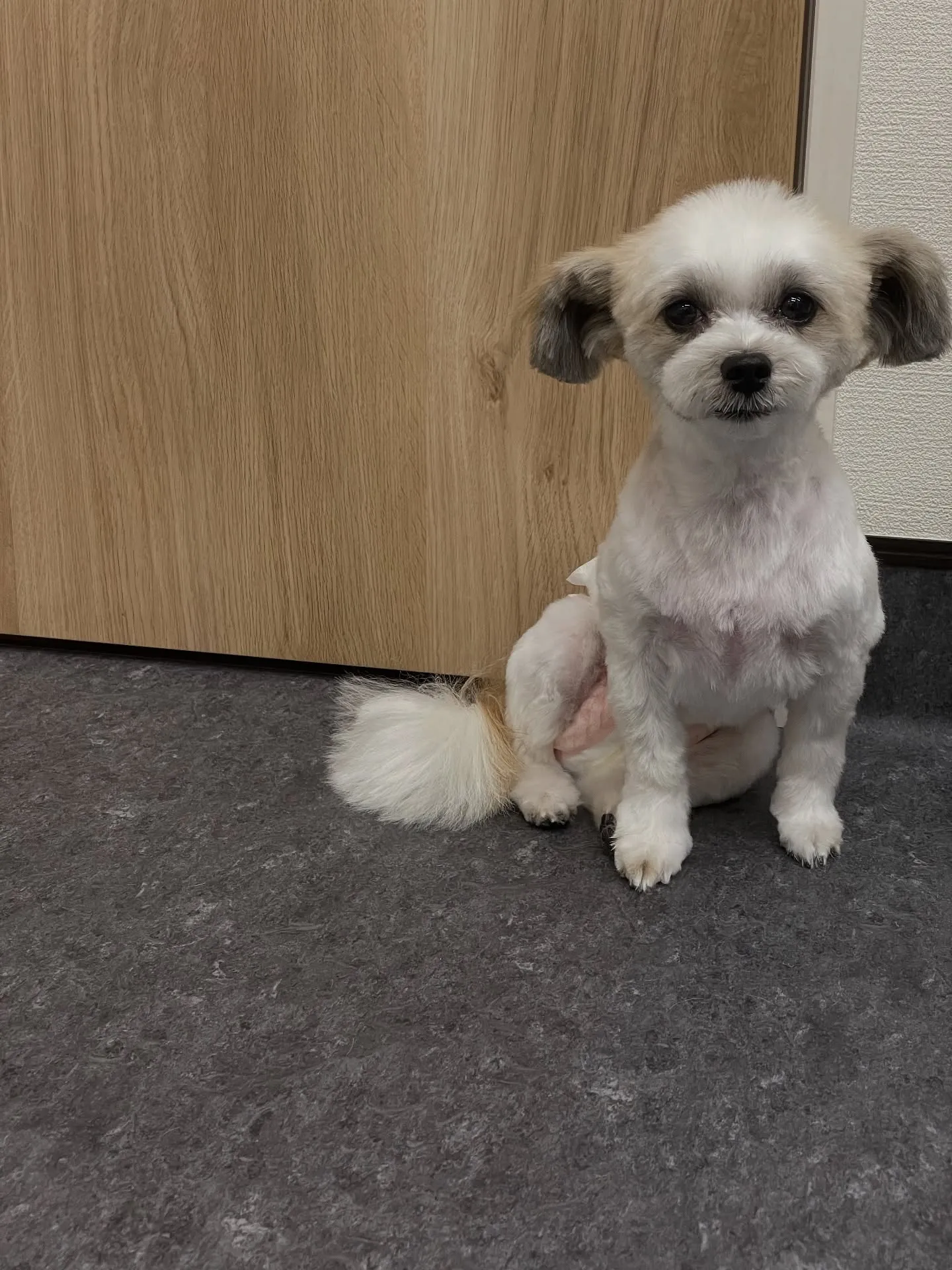 🐾✨福岡市でペットの美と健康を追求すトリミングサロン、udo...