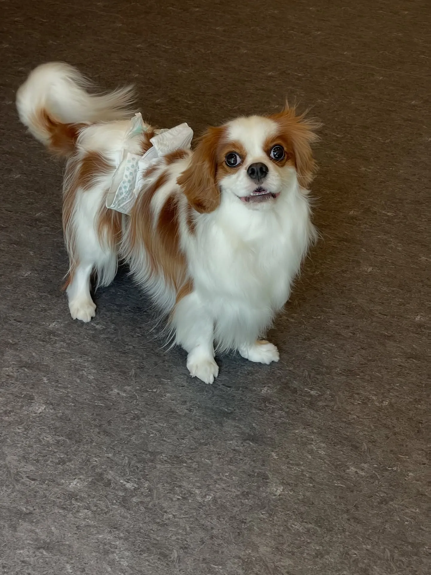 🐾✨福岡市でペットの美と健康を追求すトリミングサロン、udo...