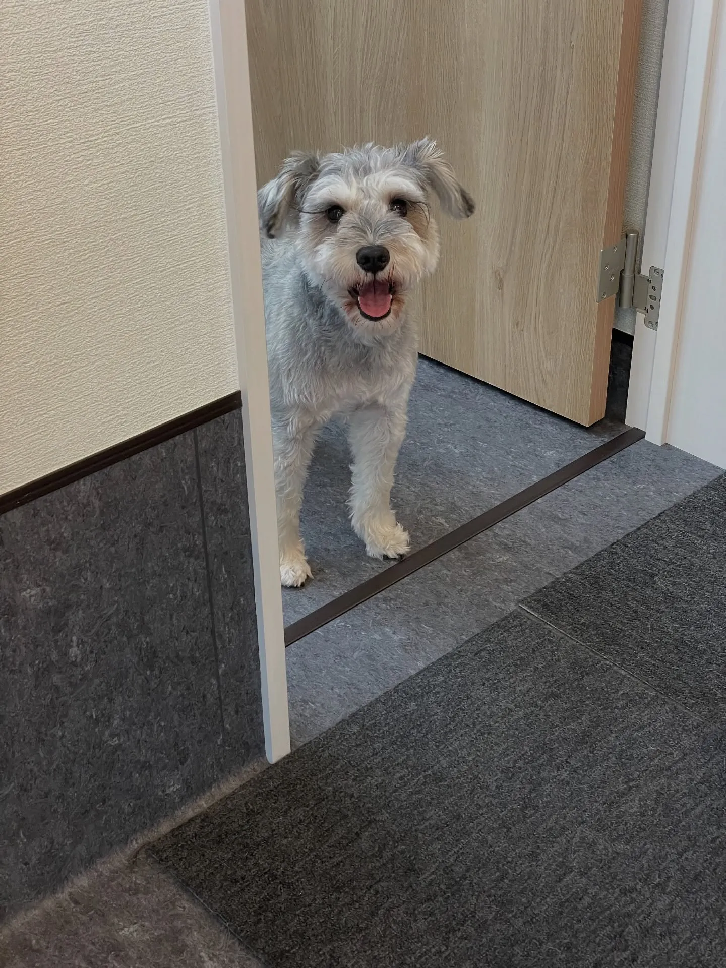 🐾✨福岡市でペットの美と健康を追求すトリミングサロン、udo...