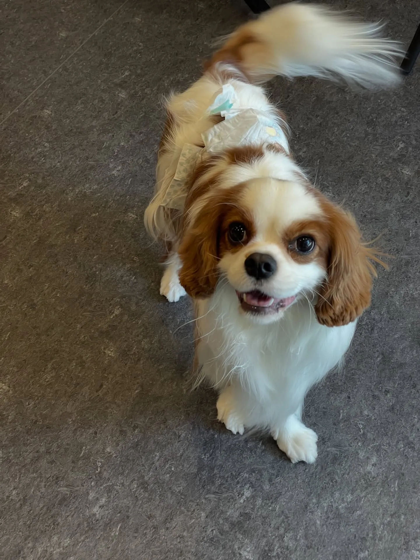 🐾✨福岡市でペットの美と健康を追求すトリミングサロン、udo...