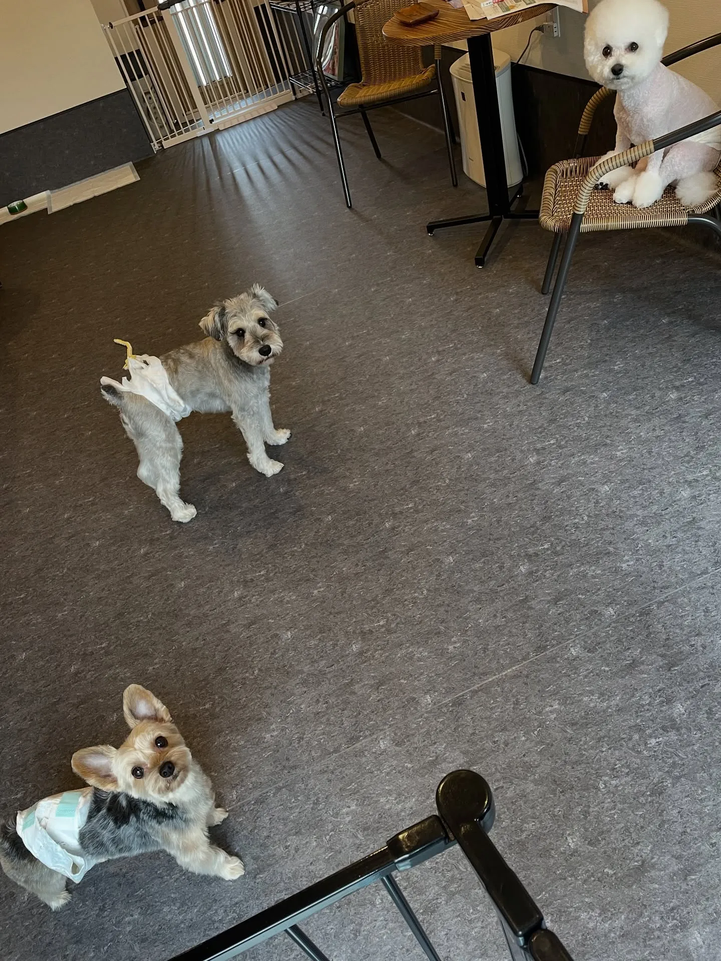 🐶✨福岡市の愛犬家のみなさん、こんにちは！トリミングサロンu...