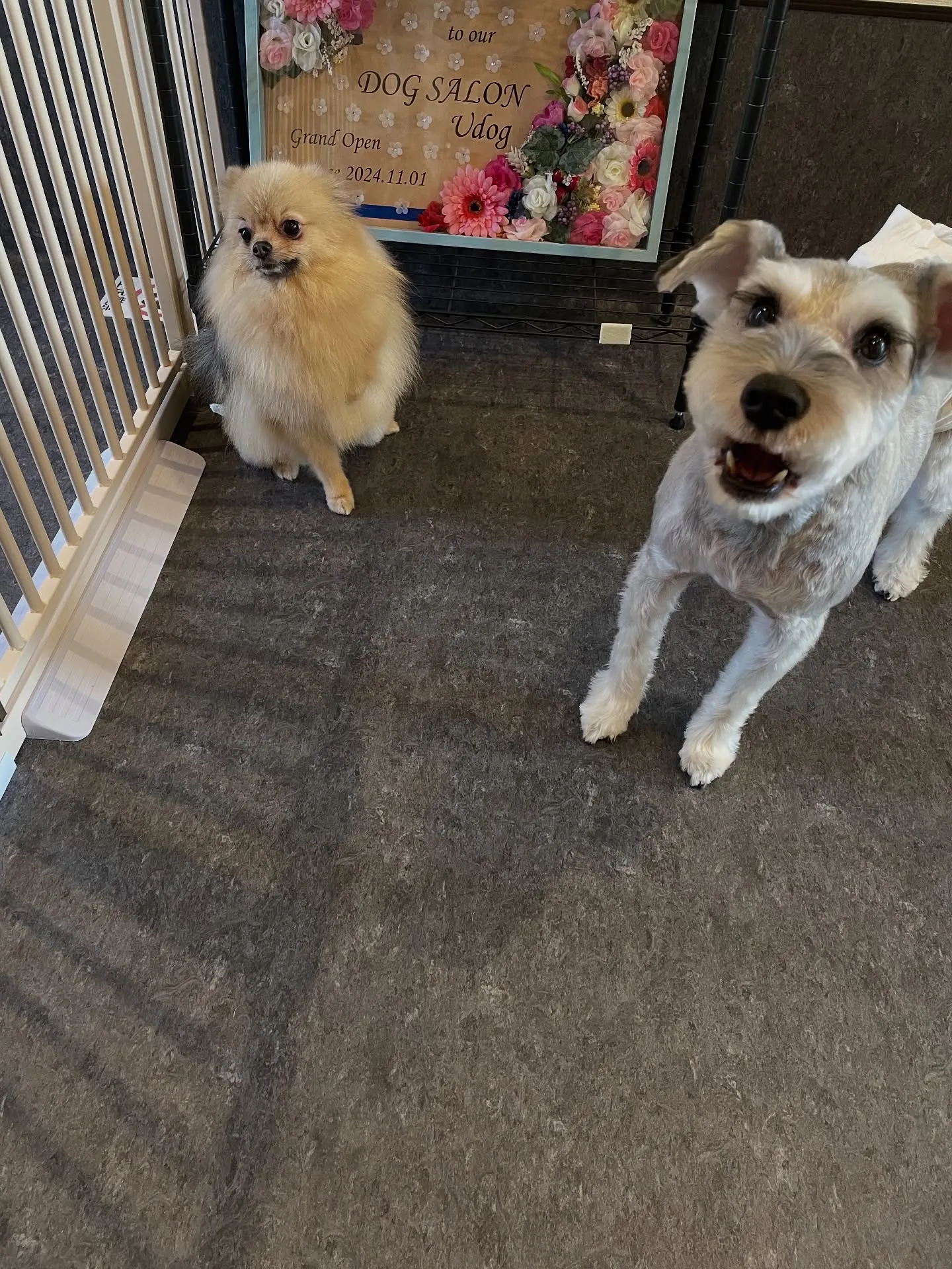 🐾✨こんにちは、福岡市の皆様！愛犬の美容と健康管理に特化した...