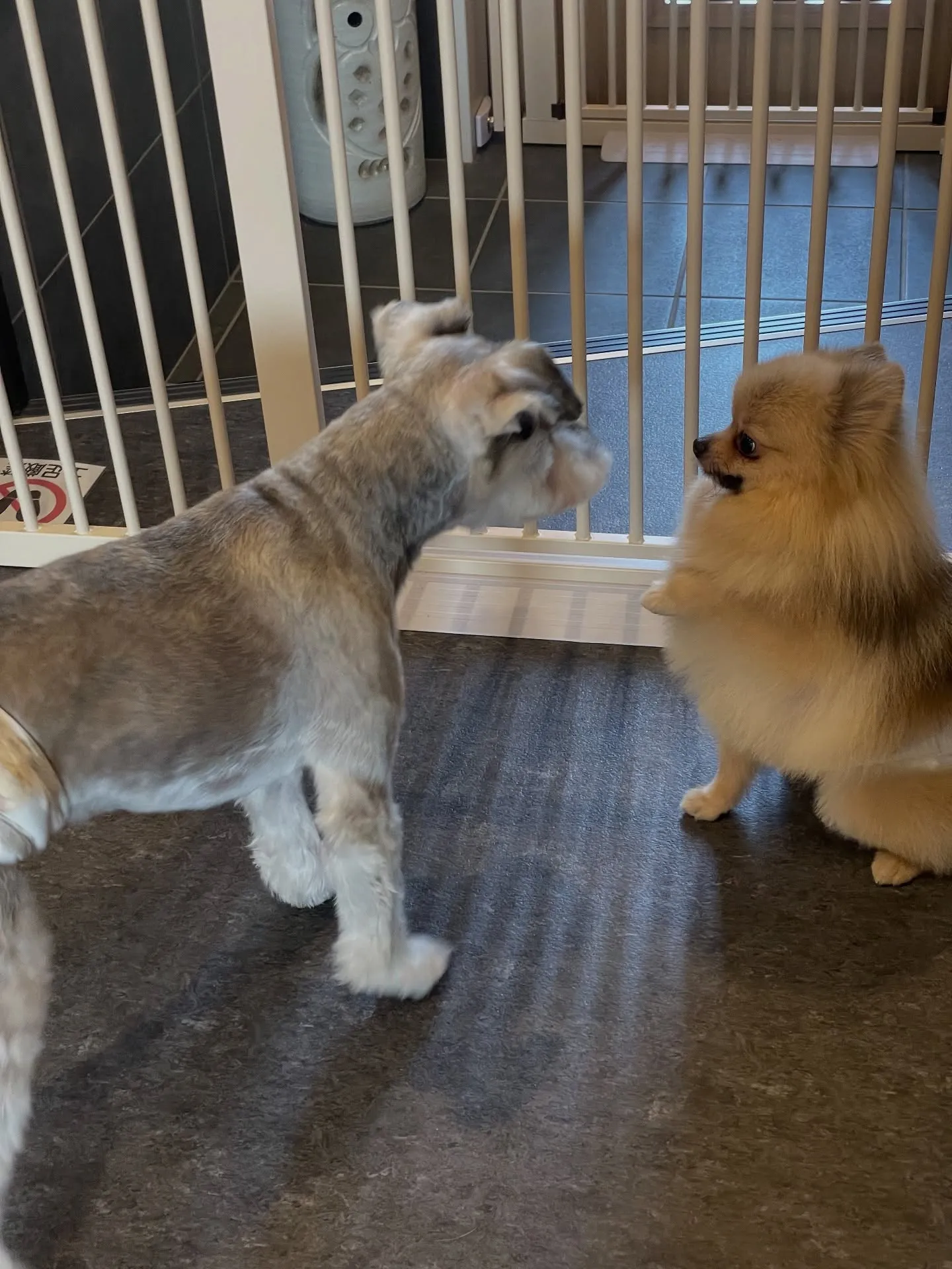 🐾✨こんにちは、福岡市の皆様！愛犬の美容と健康管理に特化した...