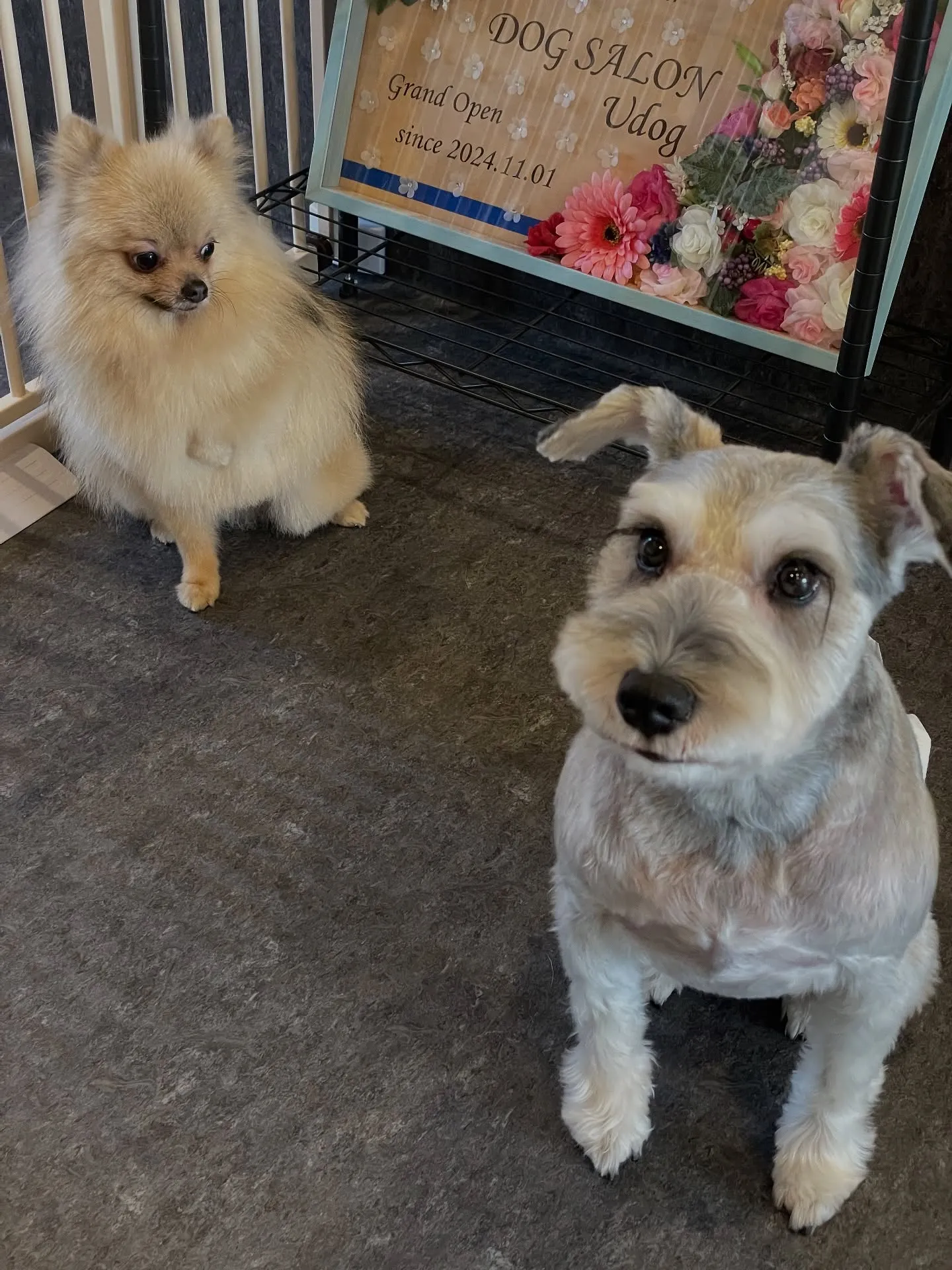 🐾✨こんにちは、福岡市の皆様！愛犬の美容と健康管理に特化した...