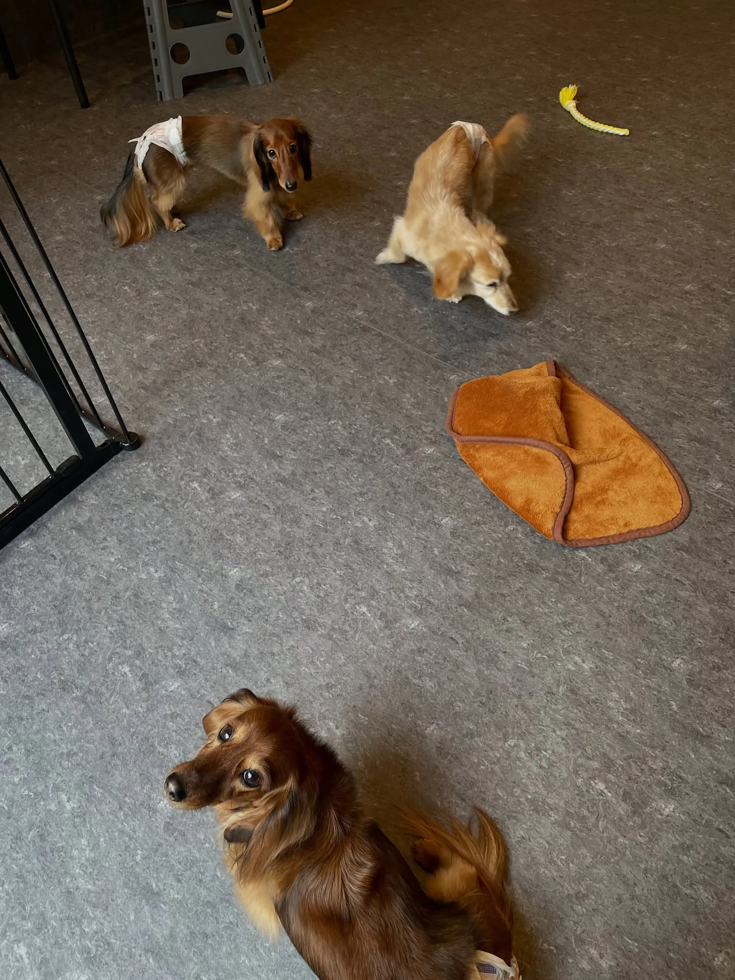 🐾✨小型犬の美しさを引き出す、福岡市のトリミング専門店「ud...