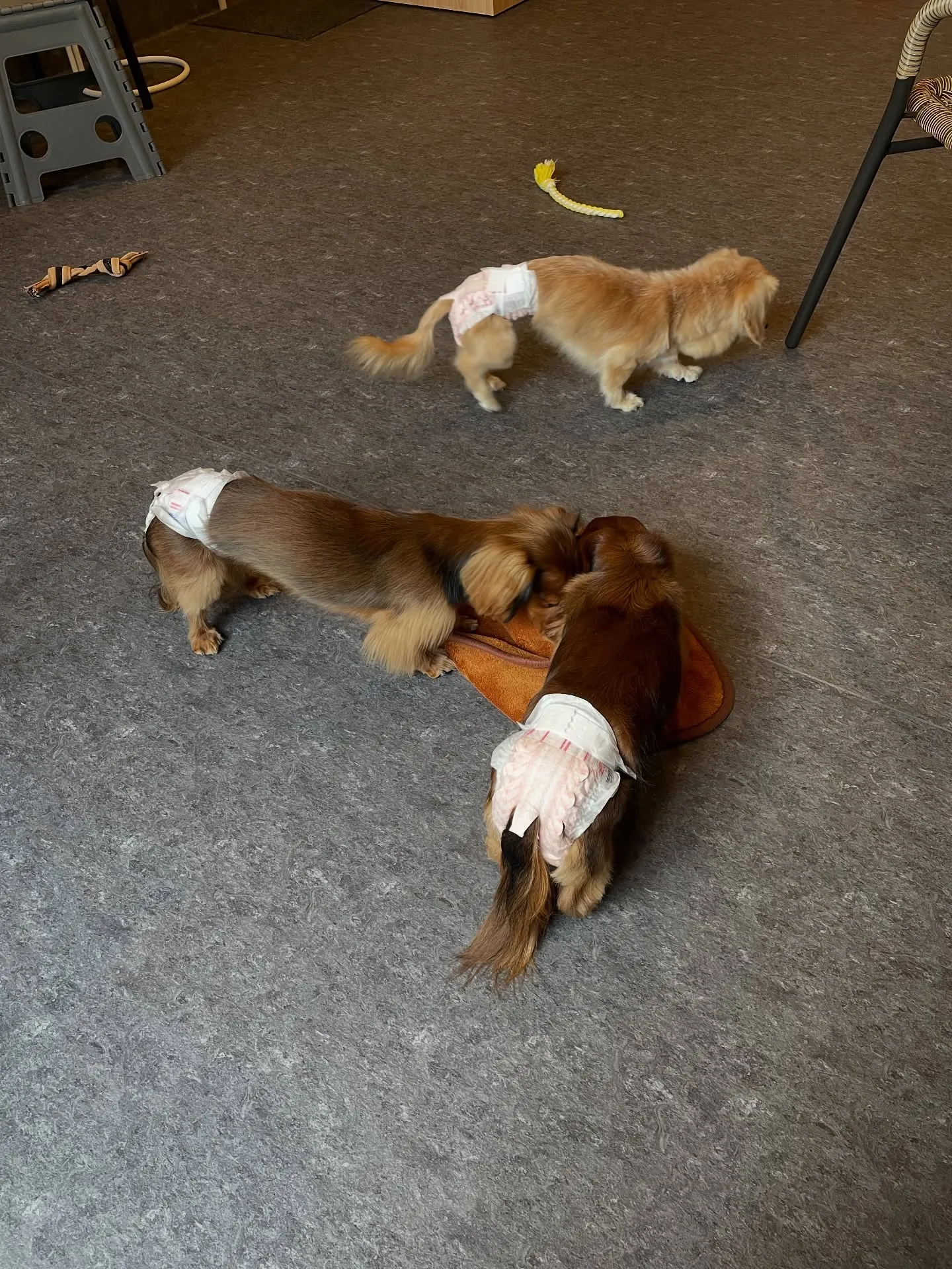 🐾✨小型犬の美しさを引き出す、福岡市のトリミング専門店「ud...