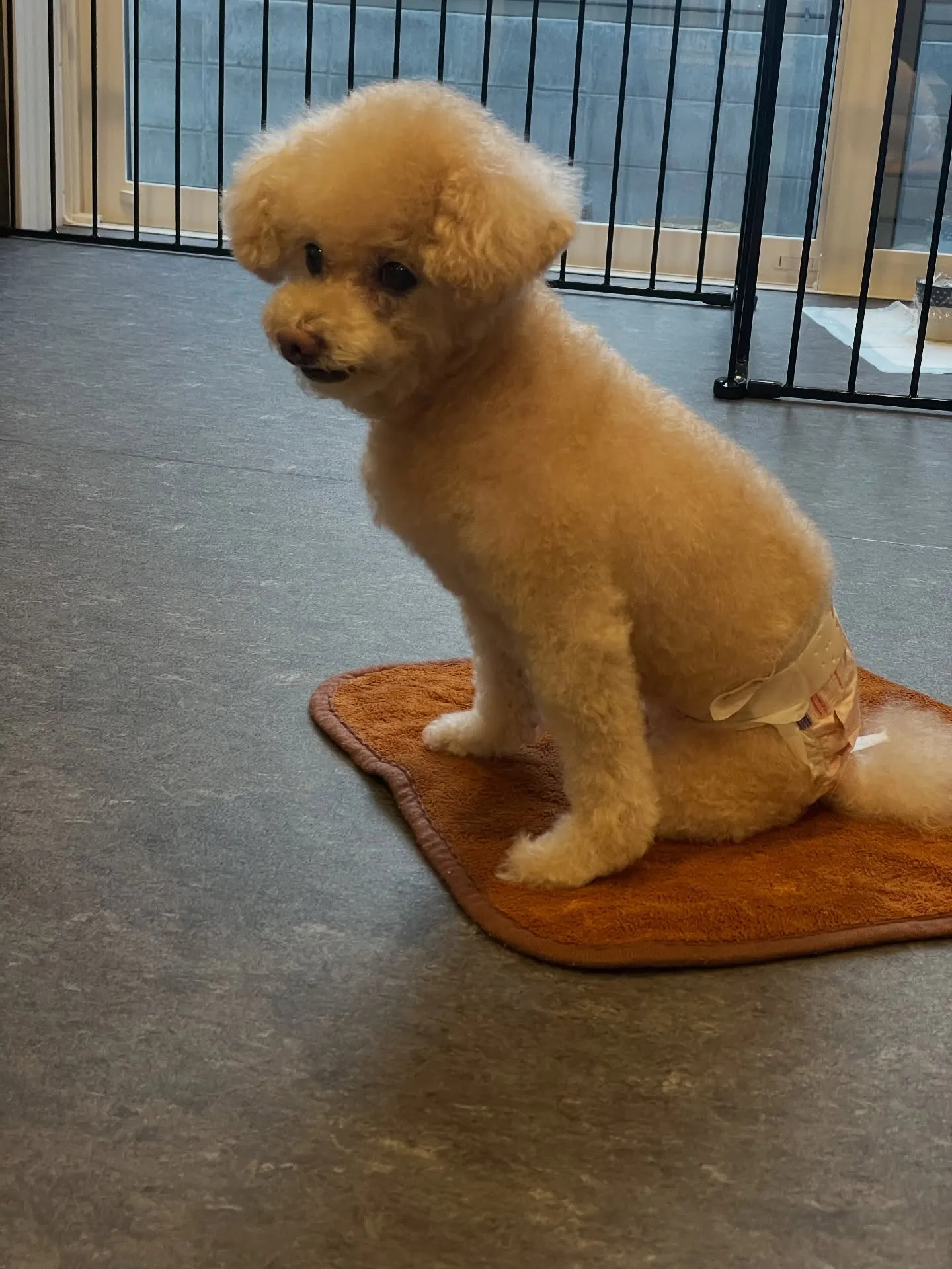 🐾✨小型犬の美しさを引き出す、福岡市のトリミング専門店「ud...