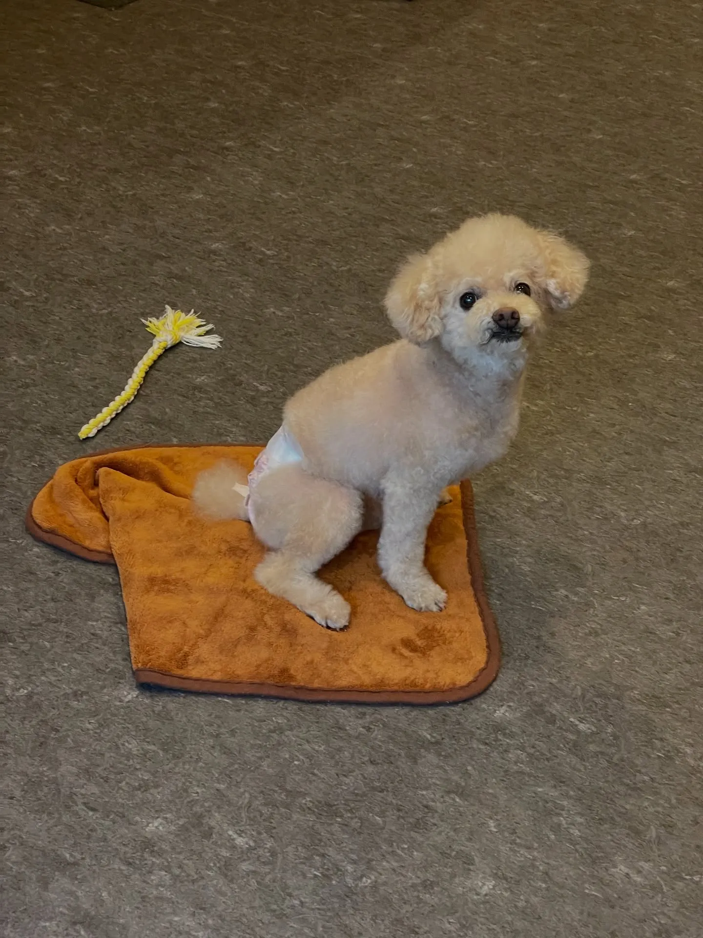 🐾✨小型犬の美しさを引き出す、福岡市のトリミング専門店「ud...