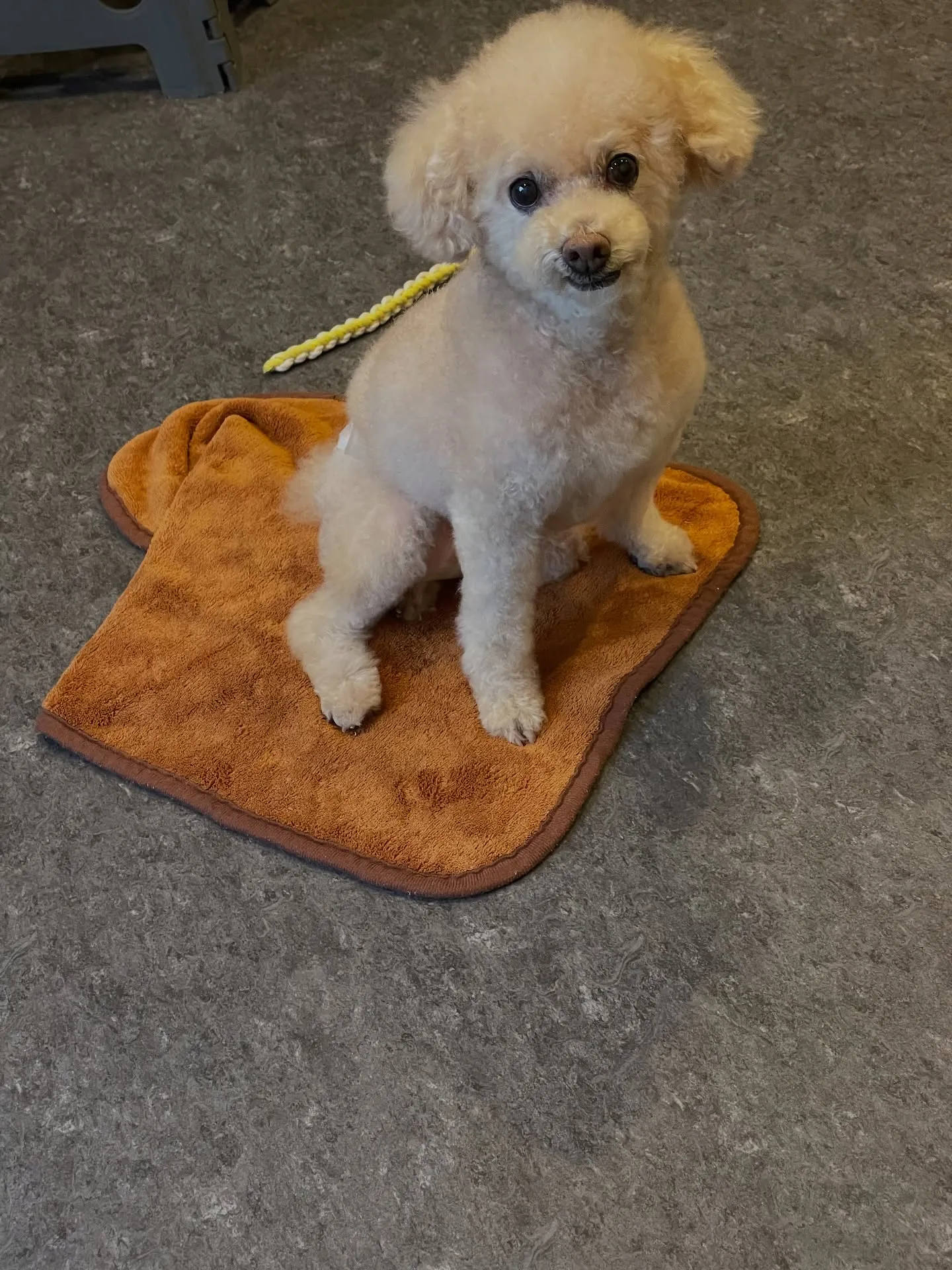 🐾✨小型犬の美しさを引き出す、福岡市のトリミング専門店「ud...