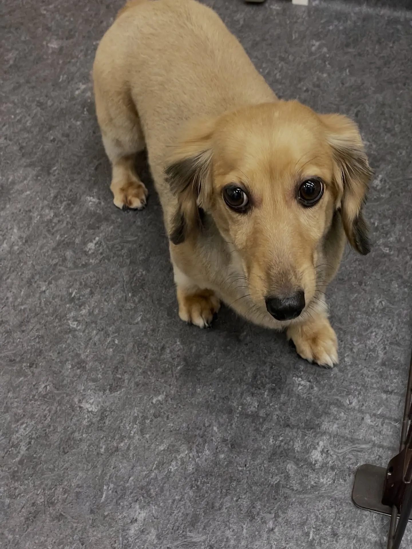 🐾✨小型犬の美しさを引き出す、福岡市のトリミング専門店「ud...