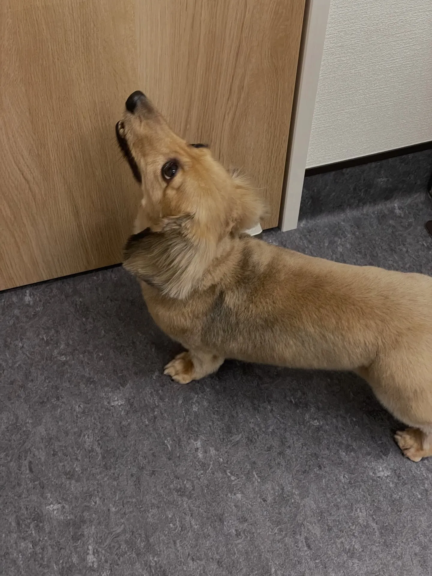 🐾✨小型犬の美しさを引き出す、福岡市のトリミング専門店「ud...
