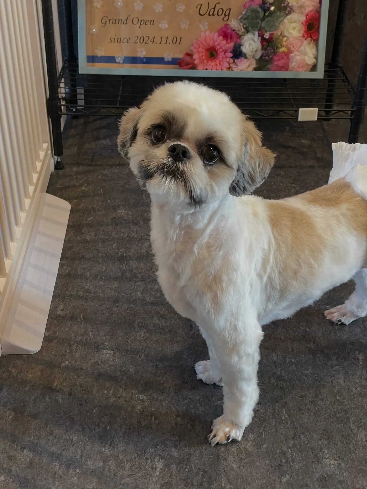🌟愛犬のためのおしゃれなスポットがここに！福岡市のトリミング...