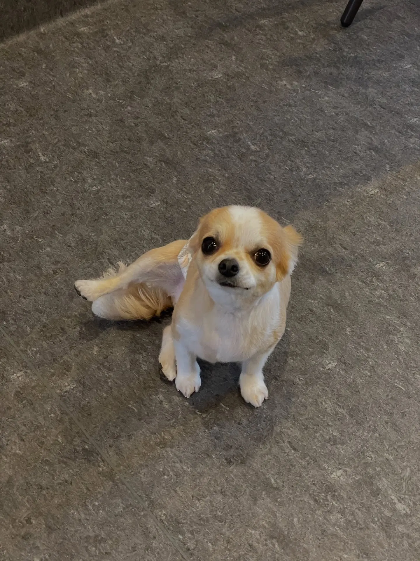 🌟愛犬のためのおしゃれなスポットがここに！福岡市のトリミング...