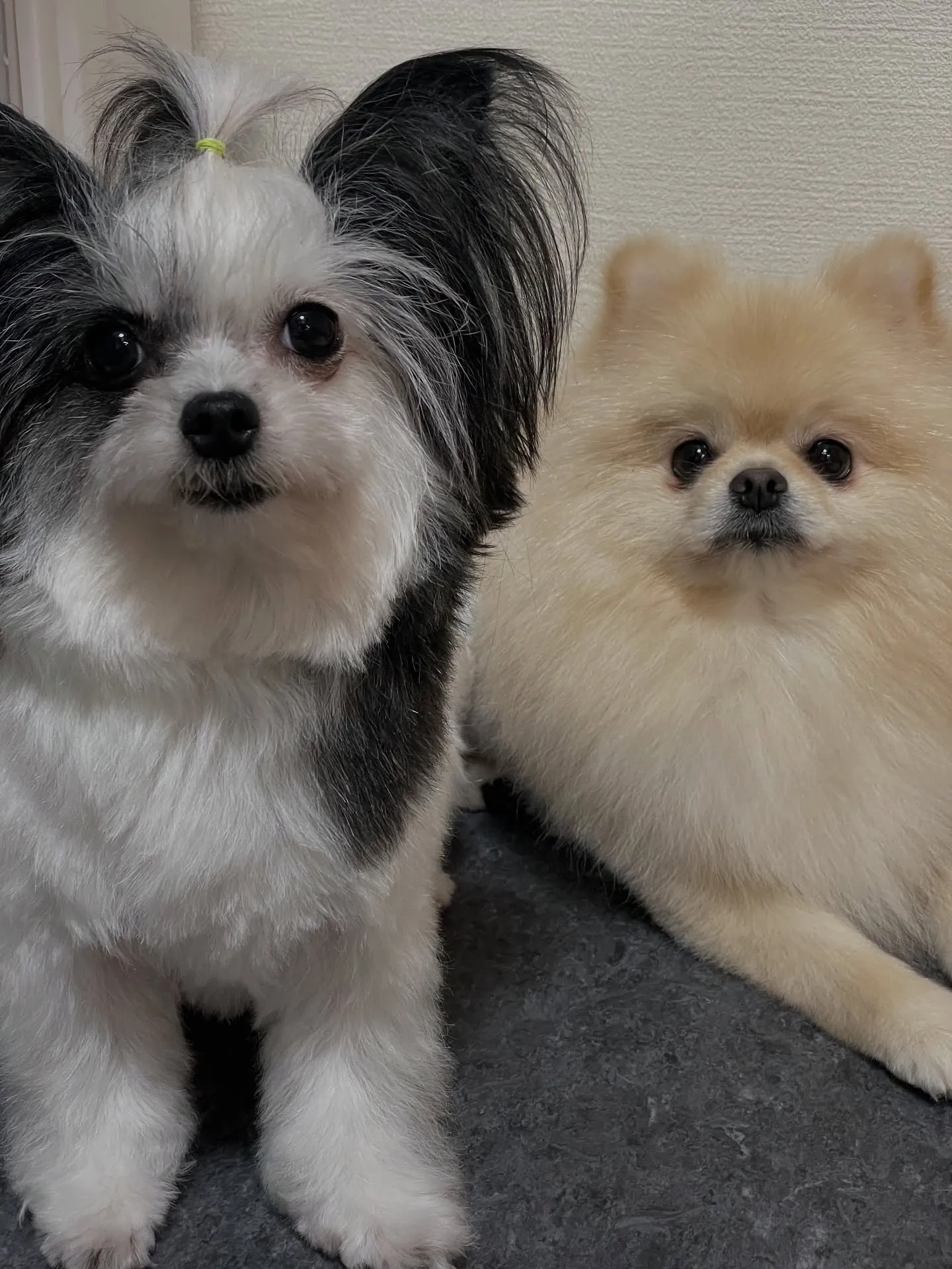 🐾✨福岡市の隠れ家的トリミングサロン「udog」へようこそ！...