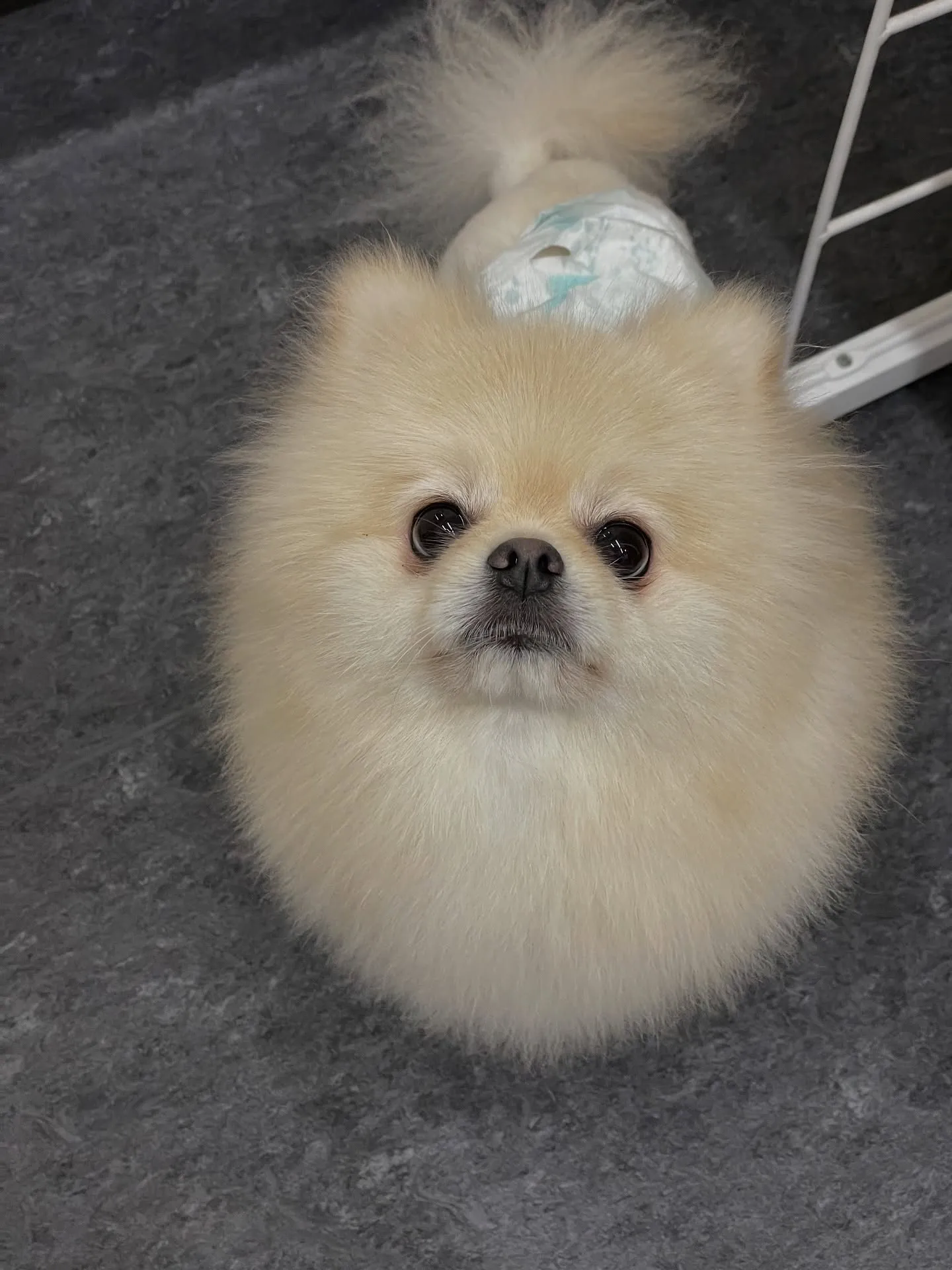 🐾✨福岡市の隠れ家的トリミングサロン「udog」へようこそ！...