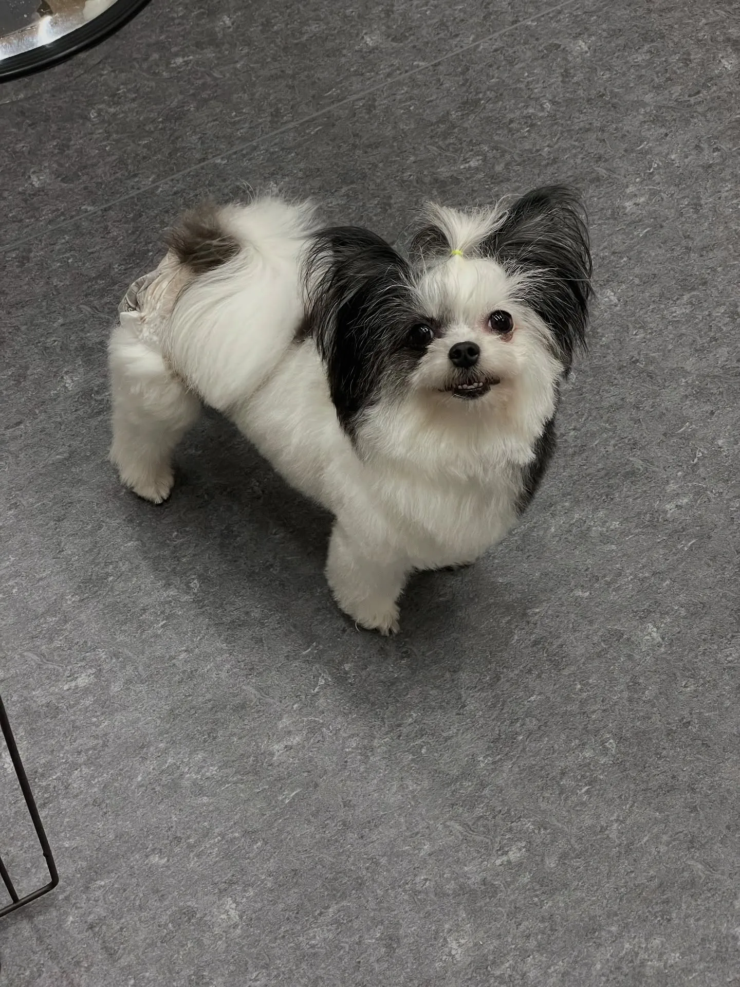 🐾✨福岡市の隠れ家的トリミングサロン「udog」へようこそ！...