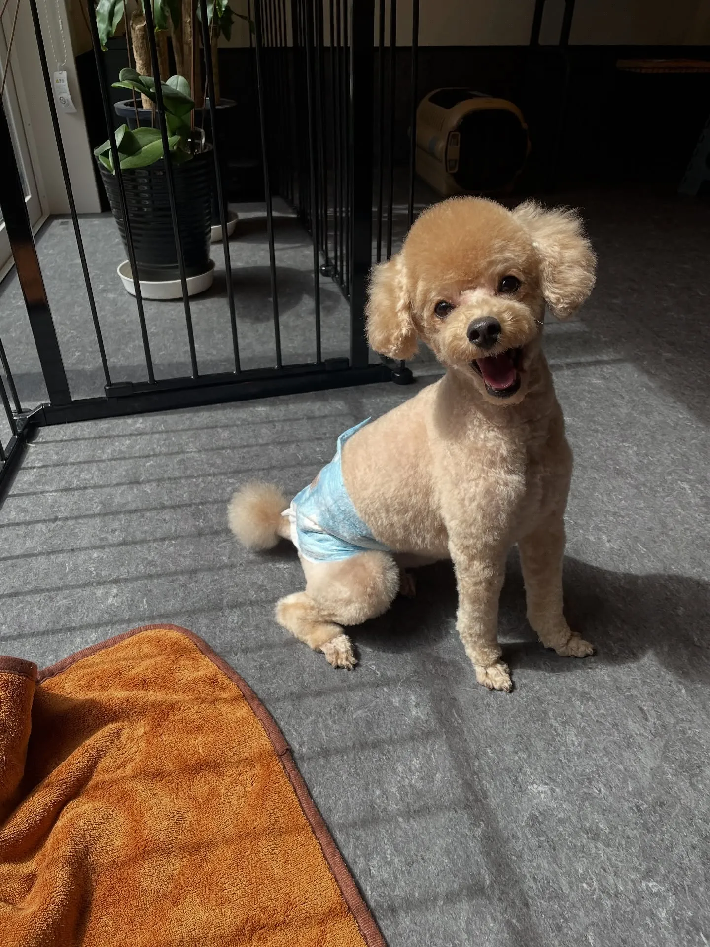 🐾✨福岡市にあるトリミングサロンudogへようこそ！🐶私たち...