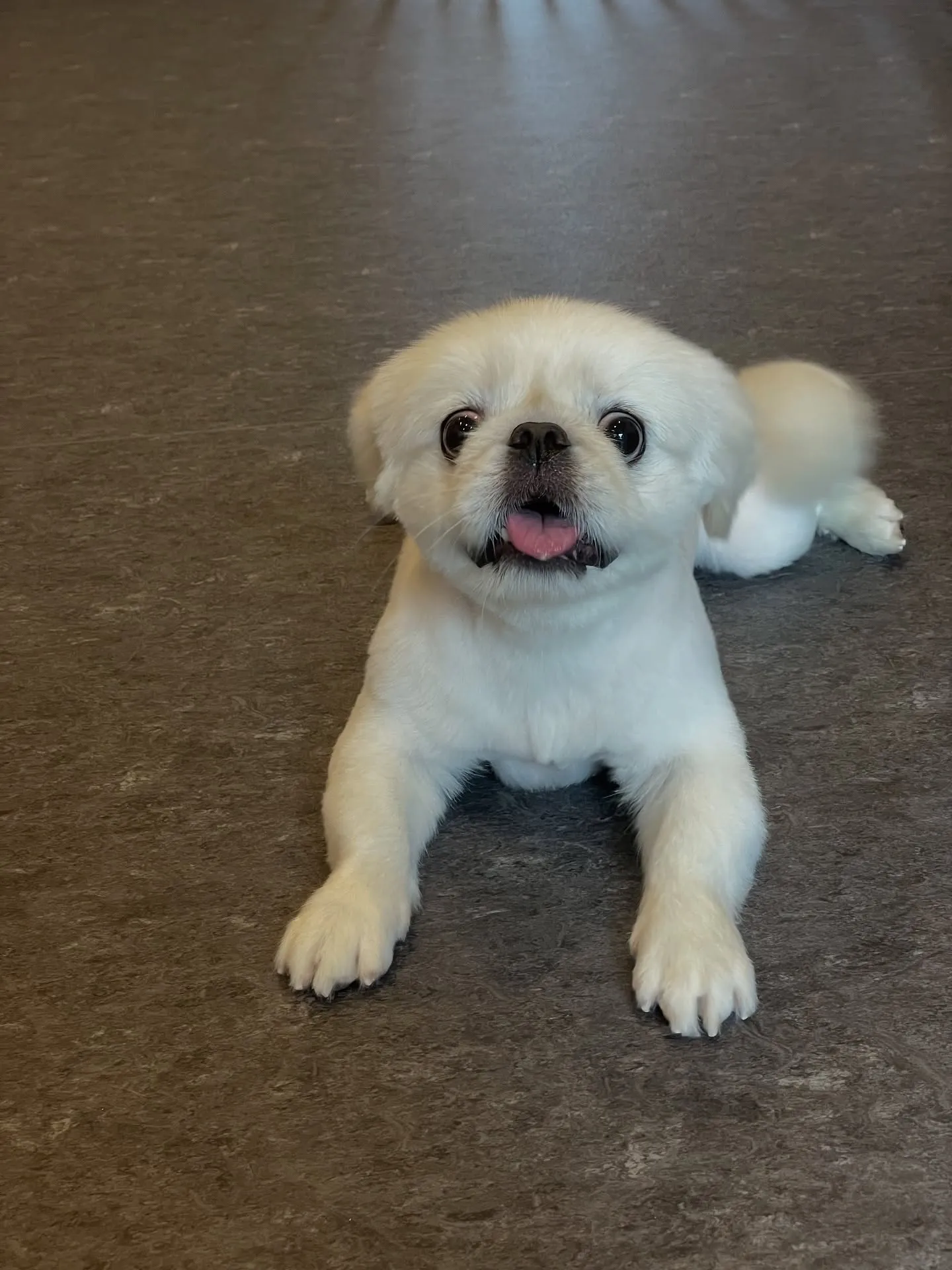 🐾✨福岡市にあるトリミングサロンudogへようこそ!🐶私たち...