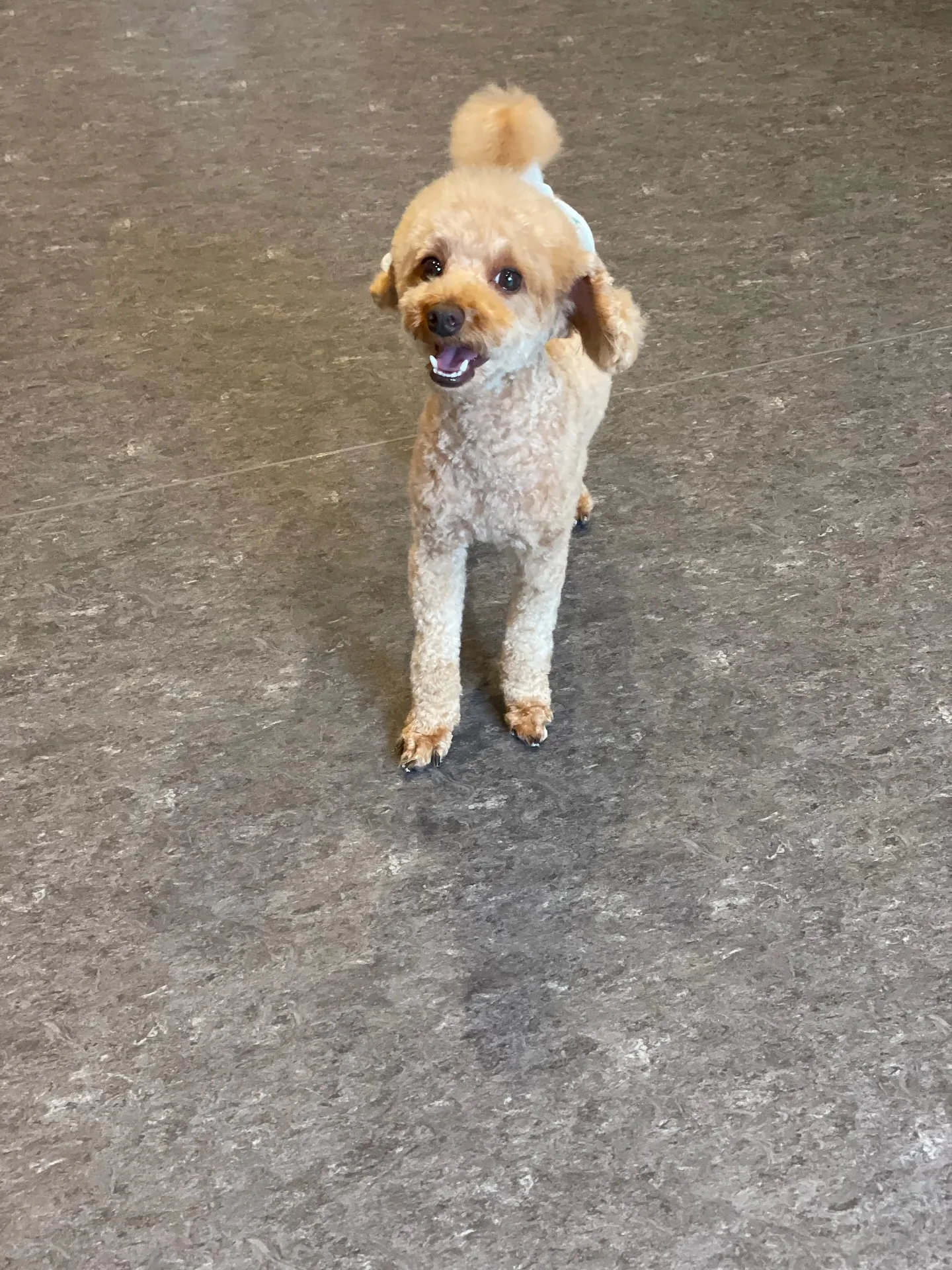 🐾✨ ようこそ、福岡市のトリミングサロン「udog」へ！✨🐾