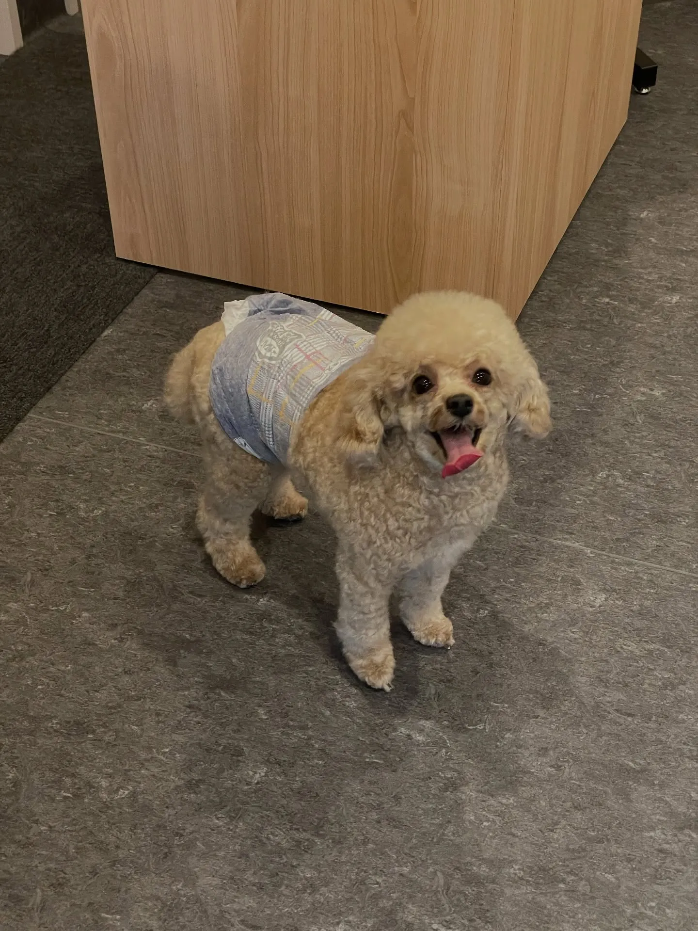 🐾✨ ようこそ、福岡市のトリミングサロン「udog」へ！✨🐾