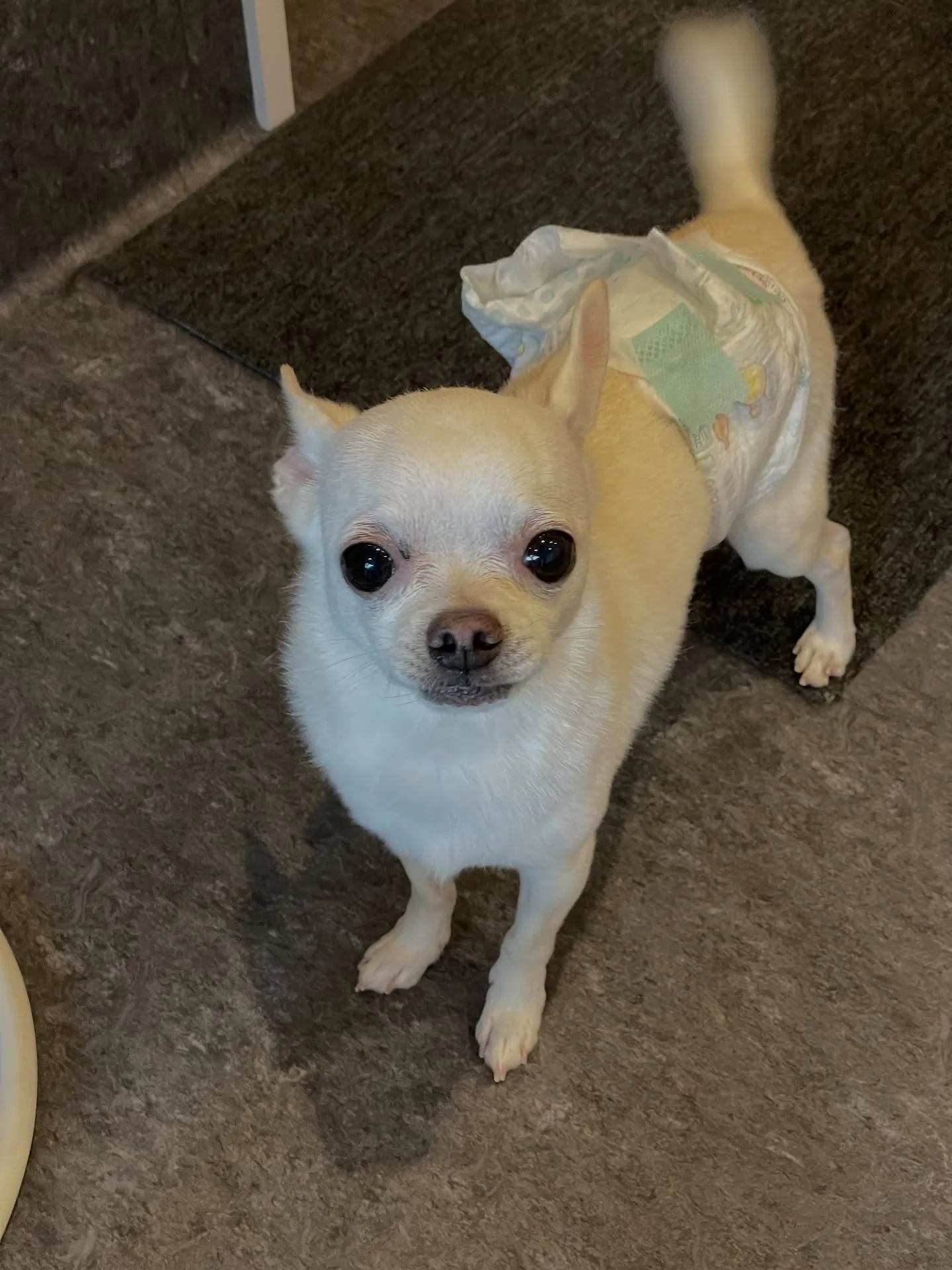 🐶✨福岡市のトリミングサロンudogへようこそ！✨🐾