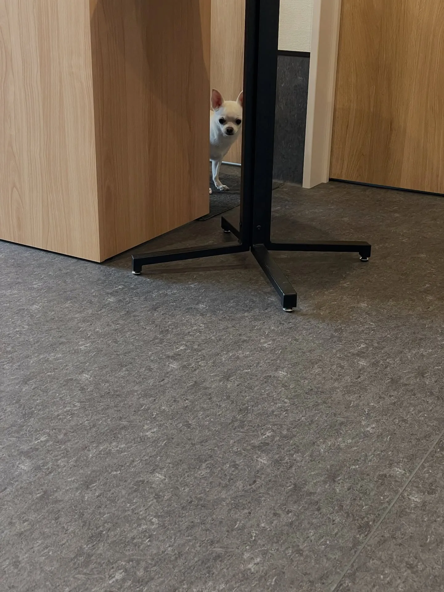 🐶✨福岡市のトリミングサロンudogへようこそ!✨🐾