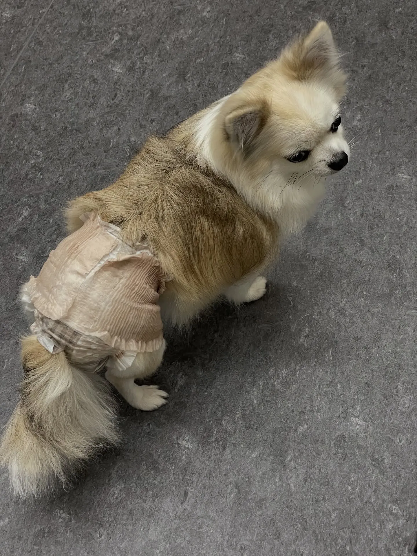 🐶✨福岡市のトリミングサロンudogへようこそ!✨🐾