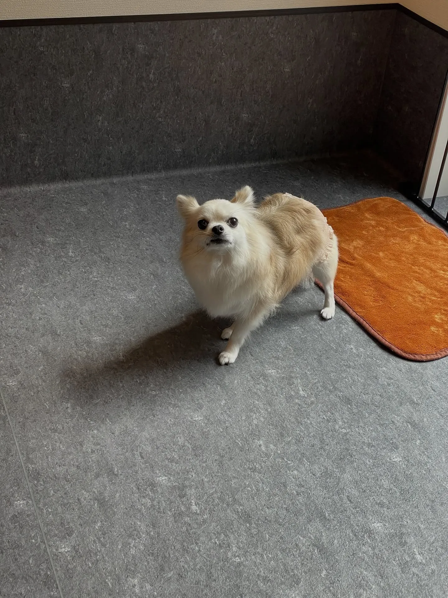 🐶✨福岡市のトリミングサロンudogへようこそ!✨🐾