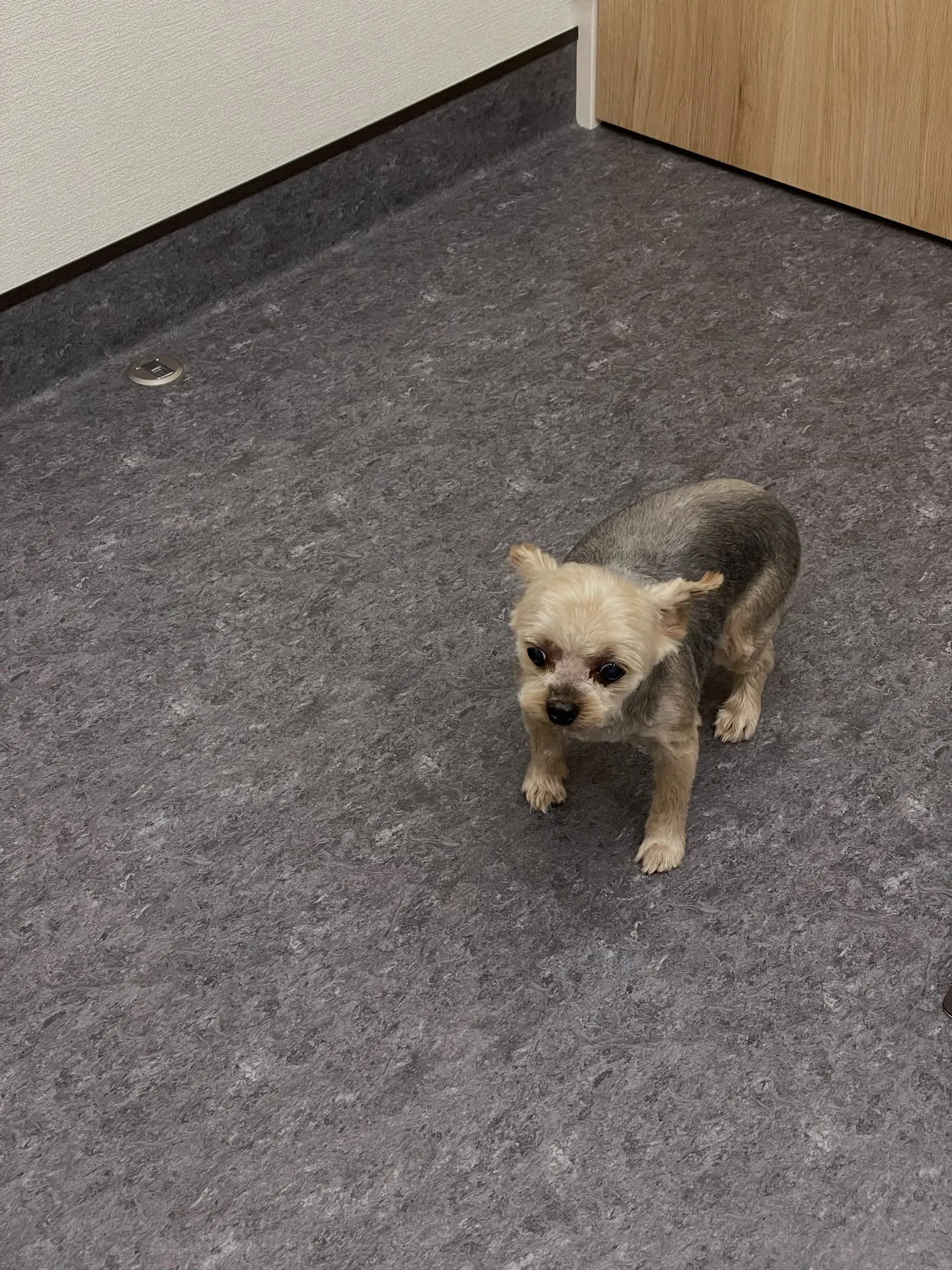 🐶✨福岡市のトリミングサロンudogへようこそ!✨🐾