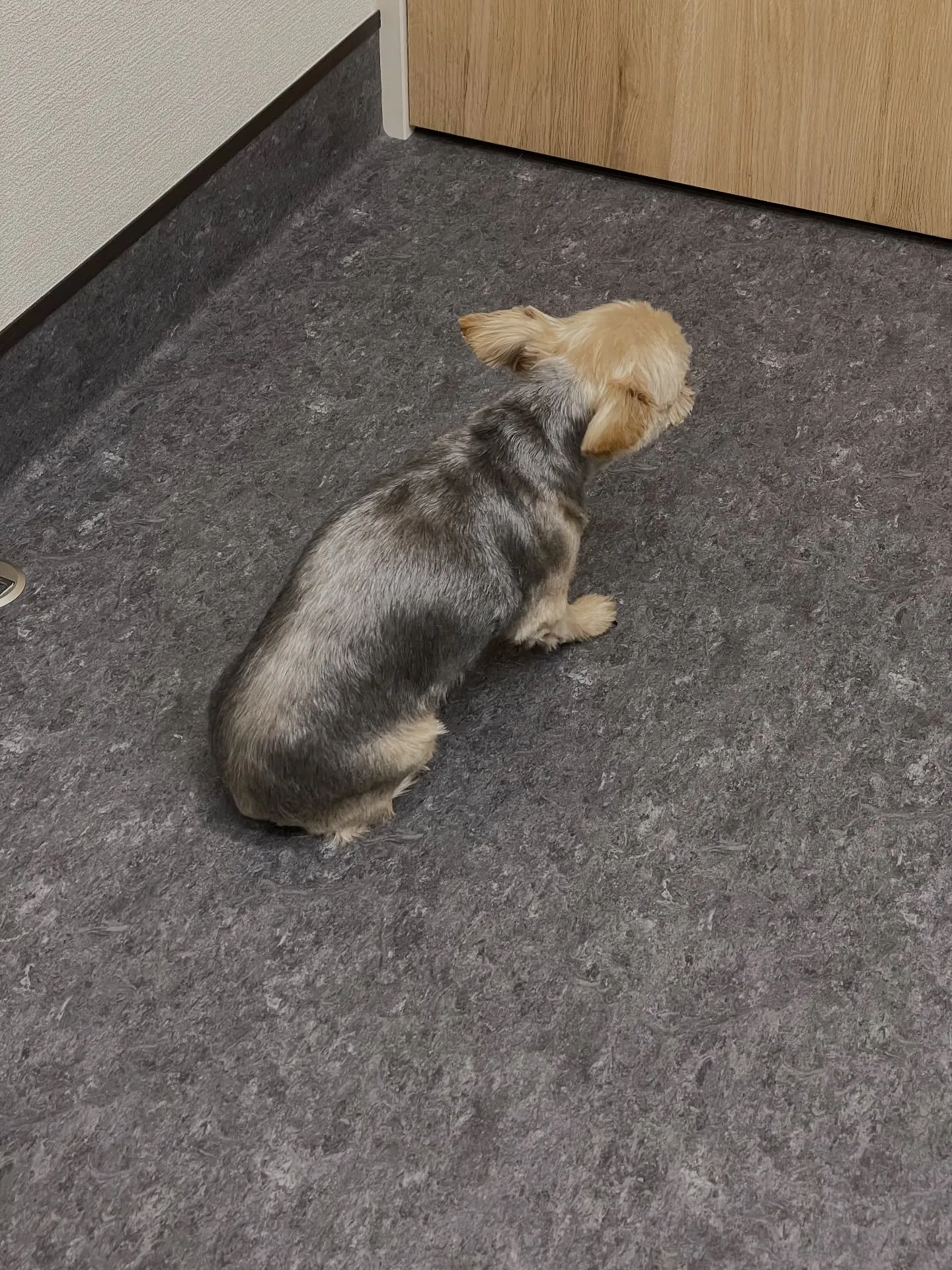 🐶✨福岡市のトリミングサロンudogへようこそ!✨🐾