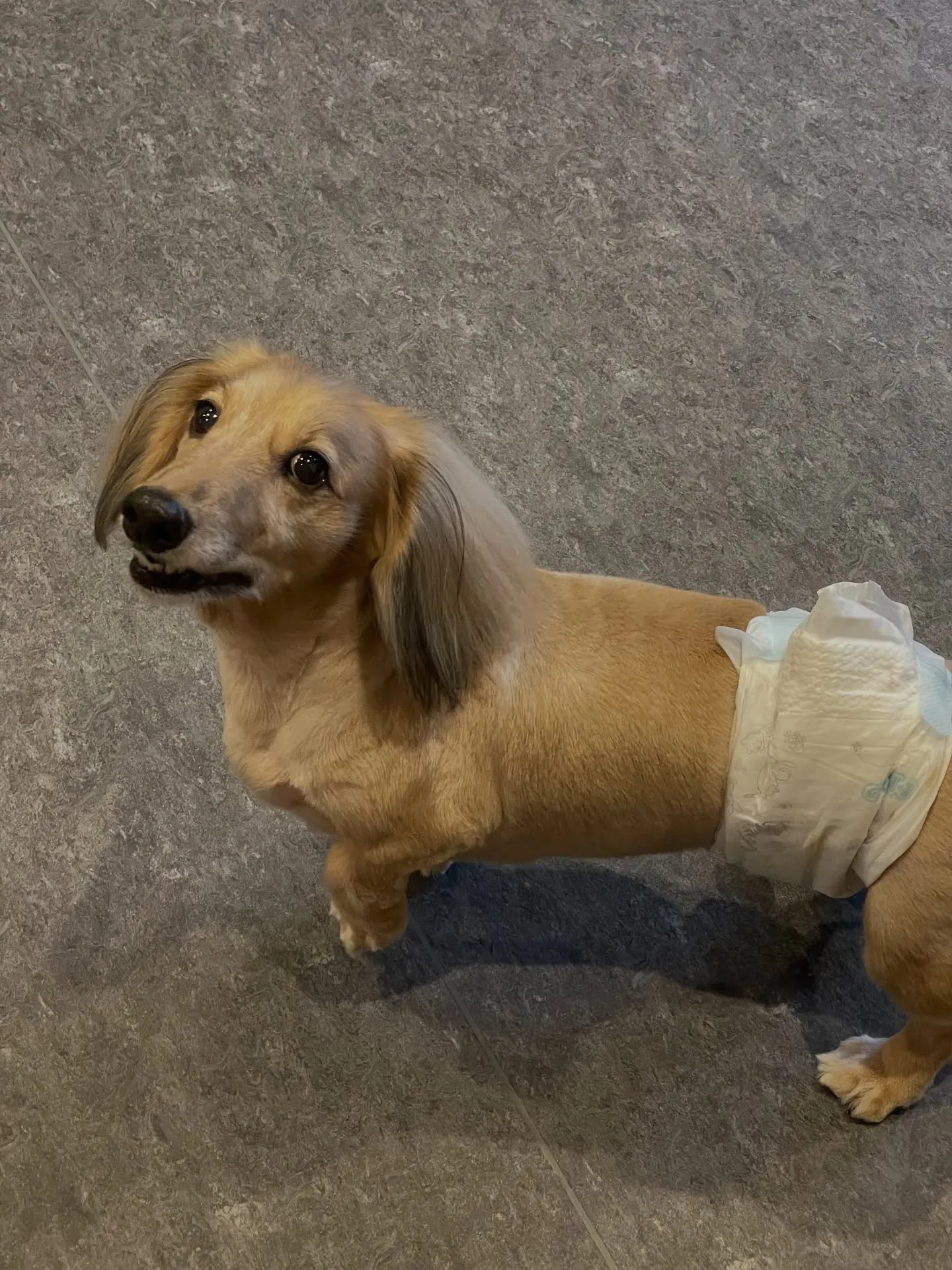 🐶✨福岡市のトリミングサロンudogへようこそ!✨🐾