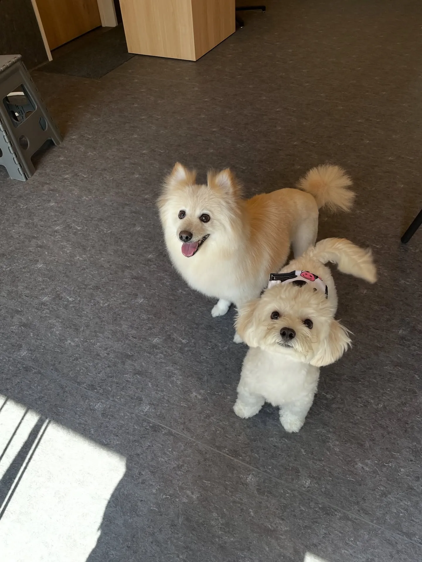 🌟 福岡市にあるトリミングサロン「udog」であなたの愛犬を...